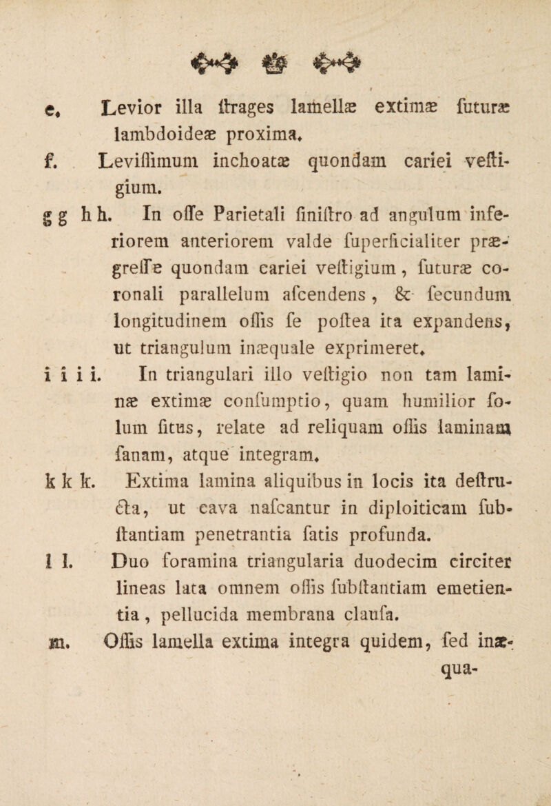 / i e. Levior illa itrages lamella extima; futura: lambdoideae proxima, f. Leviffimum inchoatae quondam cariei vefti- gium. g g h h. In olle Parietali finiftro ad angulum infe¬ riorem anteriorem valde fuperficialiter prse- grelfe quondam cariei veltigium, futura co¬ ronali parallelum afcendens, & fecundum longitudinem offis fe poltea ita expandens, ut triangulum inaequale exprimeret. ilii. In triangulari illo veltigio non tam lami¬ nae extimae confumptio, quam humilior fo- lum fitus, relate ad reliquam offis laminam fanam, atque integram. k k k. Extima lamina aliquibus in locis ita deftru- £ta, ut cava nafcantur in diploideam fub- ilantiam penetrantia fatis profunda. 1 I. Duo foramina triangularia duodecim circiter lineas lata omnem offis fubftantiam emeden- tia, pellucida membrana claufa. m. Offis lamella extima integra quidem, fed inae¬ qua-