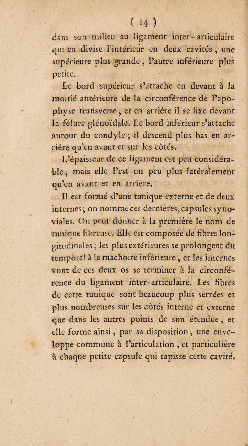 dans son milieu au ligament inter-articulaire qui en divise l’intérieur en deux cavités, une supérieure plus grande, l’autre inférieure plus petite. Le bord supérieur s’attache en devant à la moitié antérieure de la circonférence de l’apo¬ physe transverse, et en arriére il se fixe devant la fêlure glénoïdale. Le bord inférieur s’attache autour du condyle ; il descend plus bas en ar¬ rière qu’en avant et sur les côtés. L’épaisseur de ce ligament est peu considéra¬ ble; mais elle l’est un peu plus latéralement qu’en avant et en arriére, < Il est formé d’une tunique externe et de deux internes; on nomme ces dernières, capsules syno¬ viales. On peut donner à la première le nom de tunique fibreuse. Elle est composée de fibres lon-i gitudinales ; les plus extérieures se prolongent dû temporal à la mâchoire inférieure, et les internes vont de ces deux os se terminer à la circonfé¬ rence du ligament inter-articulaire. Les fibres de cette tunique sont beaucoup plus serrées et plus nombreuses sur les côtés interne et externe que dans les autres points de son étendue, et elle forme ainsi, par sa disposition, une enve¬ loppe commune à l’articulation , et particulière à chaque petite capsule qui tapisse cette cavité'.