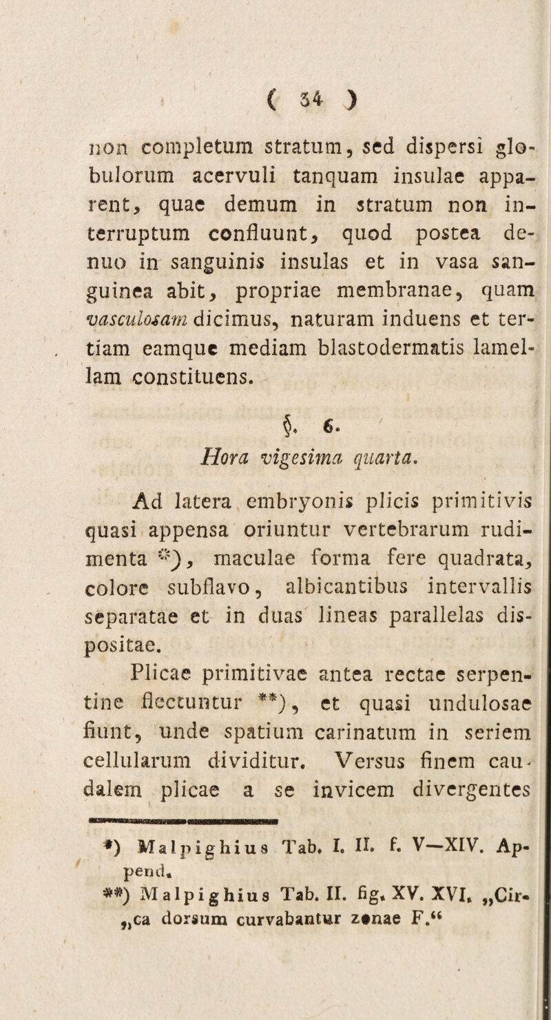 ( 54 ) non completum stratum, sed dispersi glo¬ bulorum acervuli tanquam insulae appa¬ rent, quae demum in stratum non in¬ terruptum confluunt, quod postea de- nuo in sanguinis insulas et in vasa san¬ guinea abit, propriae membranae, quam vasculosam dicimus, naturam induens et ter¬ tiam eamque mediam blastodermatis lamel¬ lam constituens. $• 6. ' | Hora vigesima quarta. 1 * Ad latera embryonis plicis primitivis quasi appensa oriuntur vertebrarum rudi¬ menta rnaculae forma fere quadrata, colore subflavo, albicantibus intervallis separatae et in duas lineas parallelas dis¬ positae. _ ■ » Plicae primitivae antea rectae serpen¬ tine flectuntur **), et quasi undulosae fiunt, unde spatium carinatum in seriem cellularum dividitur. Versus finem cau^ dalem plicae a se invicem divergentes *) Malpighius Tab. I. II» b V—XIV. Ap- pentl, **) Malpighius Tab. II. fig. XV. XVI. „Cir- „ca dorsum curvabantur z»nae F.“