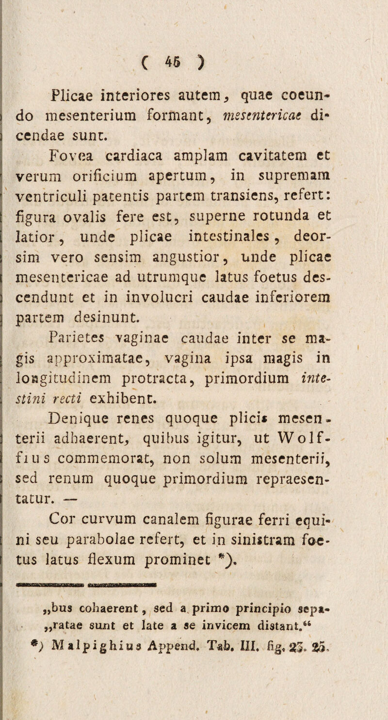 Plicae interiores autem * quae coeun¬ do mesenterium formant, mesentericae di¬ cendae sunt. Fovea cardiaca amplam cavitatem et verum orificium apertum, in supremam ventriculi patentis partem transiens, refert: figura ovalis fere est, superne rotunda et latior, unde plicae intestinales, deor- sim vero sensim angustior, unde plicae mesentericae ad utrumque latus foetus des¬ cendunt et in involucri caudae inferiorem partem desinunt. Parietes vaginae caudae inter se ma¬ gis approximatae, vagina ipsa magis in longitudinem protracta, primordium inte¬ stini recti exhibent. Denique renes quoque plici* mesen» terii adhaerent, quibus igitur, ut Wolf- fius commemorat, non solum mesenterii, sed renum quoque primordium repraesen¬ tatur. — Cor curvum canalem figurae ferri equi¬ ni seu parabolae refert, et in sinistram foe¬ tus latus flexum prominet *). „bus cohaerent, sed a primo principio sepa- „ratae sunt et late a se invicem distant.64 *) M a i p i g h i u s Append. Tab. III. fig, $5.