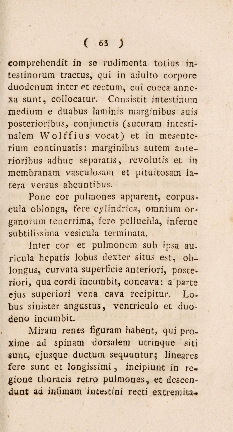 ( 65 ) comprehendit in se rudimenta totius in¬ testinorum tractus, qui in adulto corpore duodenum inter et rectum, cui coeca anne¬ xa sunt, collocatur. Consistit intestinum medium e duabus laminis marginibus suis posterioribus, conjunctis (suturam intesti¬ nalem Wolffius vocat) et in mesente¬ rium continuatis: marginibus autem ante¬ rioribus adhuc separatis, revolutis et in membranam vasculosam et pituitosam la¬ tera versus abeuntibus. Pone cor pulmones apparent, corpus¬ cula oblonga, fere cylindrica, omnium or¬ ganorum tenerrima, fere pellucida, inferne subtilissima vesicula terminata. Inter cor et pulmonem sub ipsa au¬ ricula hepatis lobus dexter situs est, ob¬ longus, curvata superficie anteriori, poste¬ riori, qua cordi incumbit, concava: a parte ejus superiori vena cava recipitur. Lo¬ bus sinister angustus, ventriculo et duo¬ deno incumbit. Miram renes figuram habent, qui pro¬ xime ad spinam dorsalem utrinque siti sunt, ejusque ductum sequuntur; lineares fere sunt et longissimi, incipiunt in re¬ gione thoracis retro pulmones, et descen¬ dunt ad infimam intestini recti extremita- \ , '