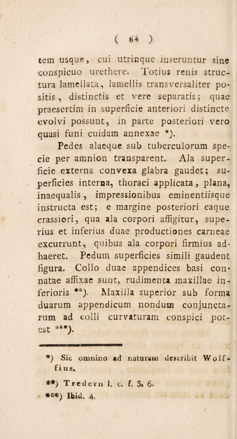 V ( t>4 ) tem usque, cui utrinque inseruntur sine conspicuo urethere. Totius renis struc¬ tura lamellata, lamellis transversaliter po¬ sitis , distinctis et vere separatis; quae praesertim in superficie anteriori distincte evolvi possunt, in parte posteriori vero quasi funi cuidam annexae *). Pedes alaeque sub tuberculorum spe¬ cie per amnion transparent. Ala super¬ ficie externa convexa glabra gaudet; su¬ perficies interna, thoraci applicata, plana, inaequalis, impressionibus eminentiisque instructa est; e margine posteriori eaque crassiori, qua ala corpori affigitur, supe¬ rius et inferius duae productiones carneae excurrunt, quibus ala corpori firmius ad¬ haeret. Pedum superficies simili gaudent figura. Collo duae appendices basi con* natae affixae sunt, rudimenta maxillae in¬ ferioris **). Maxilla superior sub forma duarum appendicum nondum conjuncta¬ rum ad colli curvaturam conspici pot¬ est ***). *) Sic omnino ad naturam describit Wolf- fi us» *•) Tredem i» c. f. 5» 6. *£*) Ibide 4.