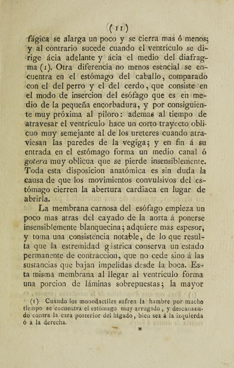 fágica se alarga un poco y se cierra mas ó menos; y al contrario sucede cuando el ventrículo se di¬ rige ácia adelante y ácia el medio del diafrag¬ ma (i). Otra diferencia no menos esencial se en¬ cuentra en el estómago del caballo, comparado con el del perro y el del cerdo, que consiste en el modo de inserción del esófago que es en me¬ dio de la pequeña ençorbadura, y por consiguien¬ te muy próxima al píloro: ad.emas al tiempo de atravesar el ventrículo hace un corto trayecto obli¬ cuo muy semejante al de los ureteres cuando atra¬ viesan las paredes de la vegiga; y en fin á su entrada en el estómago forma un medio canal ó gotera muy oblicua que se pierde insensiblemente. Toda esta disposición anatómica es sin duda la causa de que los movimientos convulsivos del es¬ tómago cierren la abertura cardiaca en lugar de abrirla. La membrana carnosa del esófago empieza un poco mas atras del cayado de la aorta á ponerse insensiblemente blanquecina; adquiere mas espesor, y toma una consistencia notable, de lo que resul¬ ta que la estremidad gástrica conserva un estado permanente de contracción, que no cede sino á las sustancias que bajan impelidas desde la boca. Es¬ ta misma membrana al llegar ai ventrículo forma una porción de láminas sobrepuestas; la mayor (i) Cuando los moaodactiles sufren la hambre por mucho tiempo se encuentra el estómago muy arrugado, y descansan¬ do contra la cara posterior dei hígado, bien sea á ia izquierda ó a la derecha,