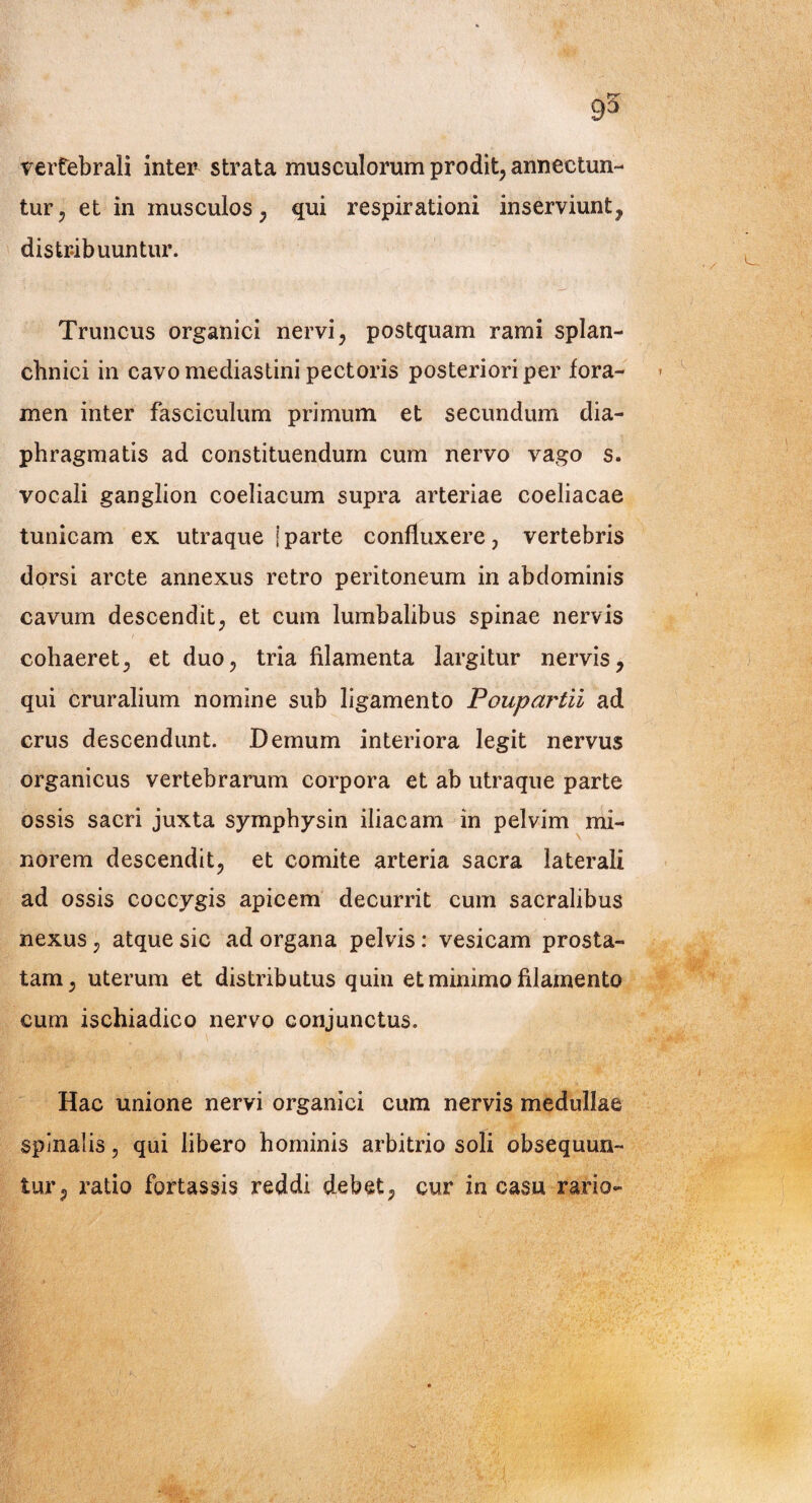 vertebrali inter strata musculorum prodit, annectun¬ tur, et in musculos, qui respirationi inserviunt, distribuuntur. Truncus organici nervi, postquam rami splan¬ chnici in cavo mediastini pectoris posteriori per fora¬ men inter fasciculum primum et secundum dia¬ phragmatis ad constituendum cum nervo vago s. vocali ganglion coeliacum supra arteriae coeliacae tunicam ex utraque | parte confluxere, vertebris dorsi arcte annexus retro peritoneum in abdominis cavum descendit, et cum lumbalibus spinae nervis cohaeret, et duo, tria filamenta largitur nervis, qui cruralium nomine sub ligamento Poupartii ad crus descendunt. Demum interiora legit nervus organicus vertebrarum corpora et ab utraque parte ossis sacri juxta symphysin iliacam in pelvim mi¬ norem descendit, et comite arteria sacra laterali ad ossis coccygis apicem decurrit cum sacralibus nexus, atque sic ad organa pelvis: vesicam prosta¬ tam, uterum et distributus quin et minimo filamento cum ischiadico nervo conjunctus. Hac unione nervi organici cum nervis medullae spinalis, qui libero hominis arbitrio soli obsequun¬ tur, ratio fortassis reddi debet, cur in casu rario-