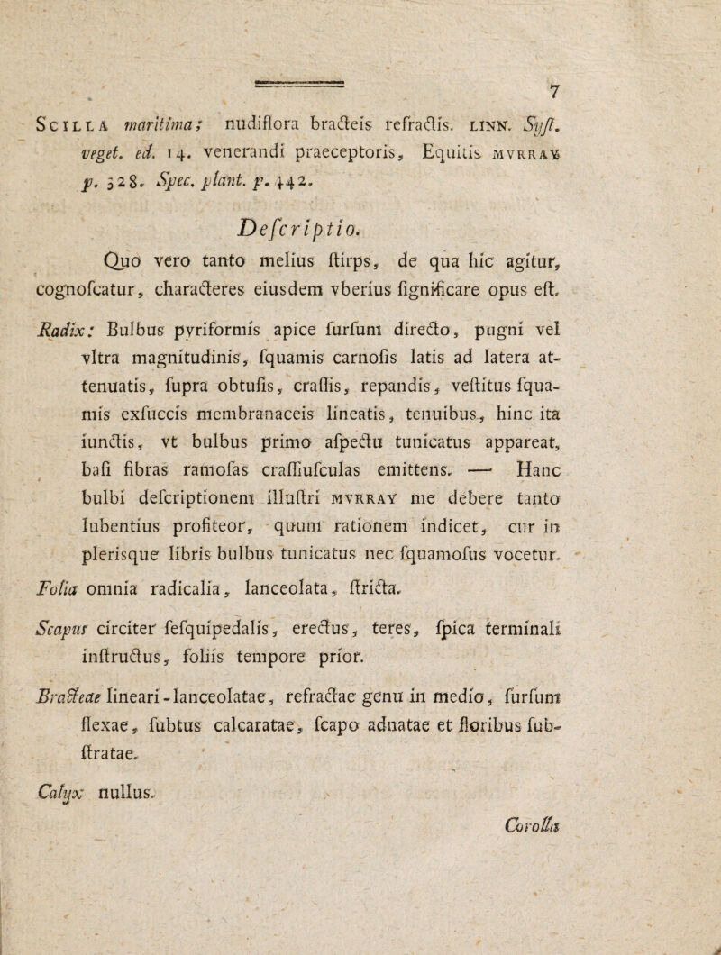 Scilla maritima; nudifiora bradeis refradis. linn. Syfl. veget. ed. 14. venerandi praeceptoris. Equitis mvrray /?, 528. Spec\ piant. /7.442. Defer iptio* Quo vero tanto melius ftirps, de qua hic agitur, cognofcatur, characteres eiusdem vberius fignificare opus efL Radix: Bulbus pyriformis apice furfuni diredo, pugni vel vitra magnitudinis, fquamis carnofis latis ad latera at¬ tenuatis, fupra obtufis, eradis, repandis, veftitus fqua- mis exfuccis membranaceis lineatis, tenuibus,, hinc ita iunctis, vt bulbus primo afpedu tunicatus appareat, bafi fibras ramofas crafliufculas emittens. —• Hanc 4 . . bulbi deferiptionem llluftri mvrray me debere tanto lubentius profiteor, quum rationem indicet, cur in plerisque libris bulbus tunicatus nec fquamofus vocetur, Folia omnia radicalia, lanceolata, firiCta. Scapus circiter fefquipedalis, erectus , teres, fpica terminali inftrudus, foliis tempore prior. EraSeae lineari-lanceolatae, refractae genu in medio, furfuni flexae, fubtus calca rata e, fcapo adnatae et floribus fub- ftratae. , - T Calyx nullus.. Corolla