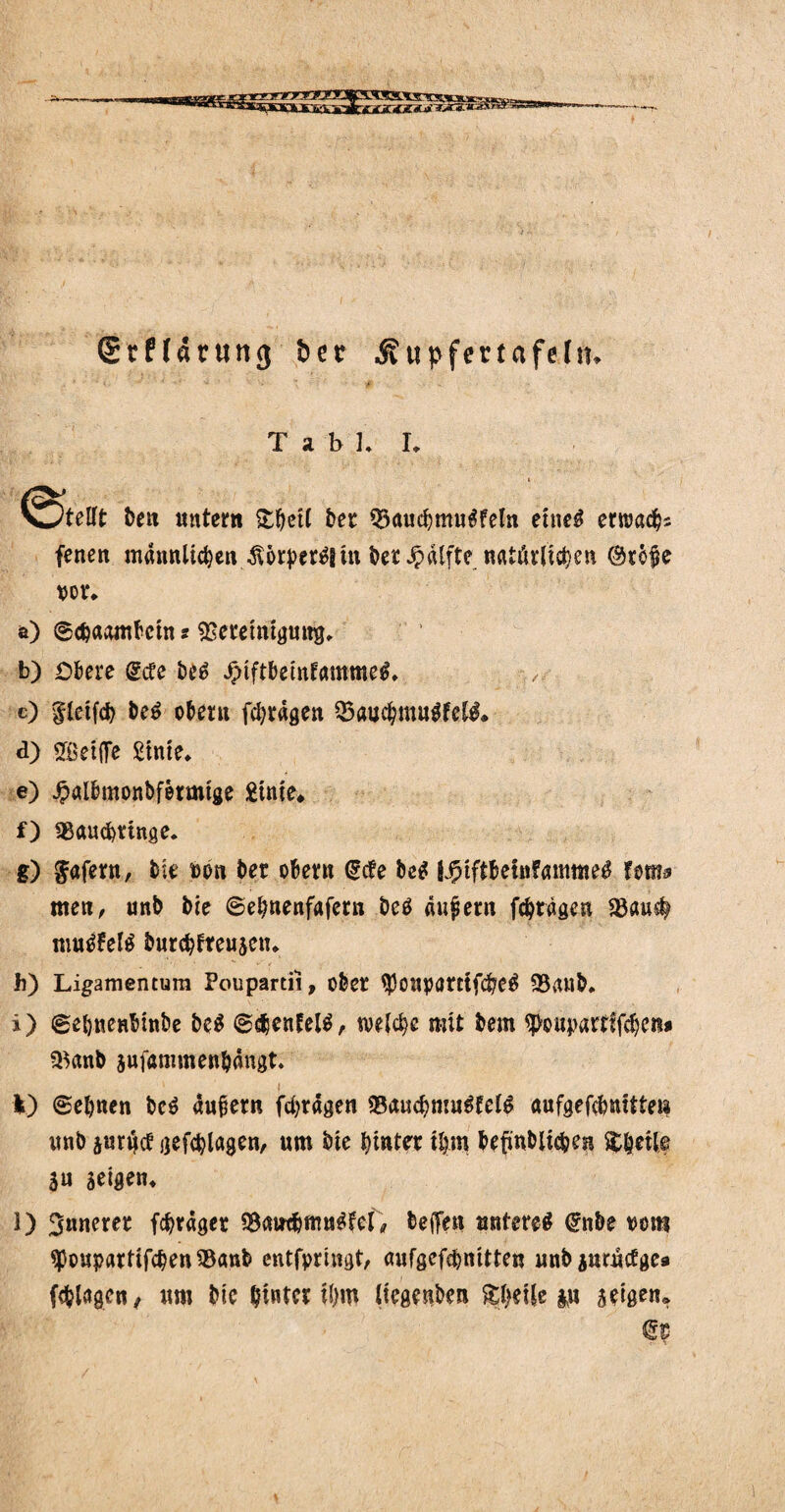 grffarung bet .Sv tipfertafehu T sl b L L ben untern £f}ett bet Q3auchmugfeln etneg erwach? feneit männlichen Sorper^ in her Jpälfte natürlichen C%ofe m. a) ©cbaombctn: ^eremigung, b) Obere gcfe be£ Jpiftbeinfammeg, :/. c) gletfcb be$ obent fchragen Q3auchmugfel$. d) SBetflfe Sinie«. e) £albmonbfermige £tnie* f) SSaucpttnge. g) fafern, feie ton bet obern (gebe beg SJptfibetnfanimeg fern* men, unb bte ©ehnenfafcrn betf aufern fchragen 23au# mutete burchtreusen* h) Ligamentum Poupartii, ober $ouparrtfd?e$ 93anb. i) ©ehneabinbe M ©djenfelg, welche mit bem ^ouparrffchen# ?tfanb jufammenfeängt. I) ©ebnen be$ äußern (fragen SBauchmugfelg aufgefcbnUteii imb surret gefchlagen, um bie hinter ihm befmbltc&en $|eile 3u seigen* 1) 3«neret fraget SBawbmngfel, beffen unteres <£nbe vom tyoupartifchen SBanb entfprtngt, aufgefchnitten unb prange« fc&lagen, um feie hinter il>m liegenben &hei|e p seigen. <S$