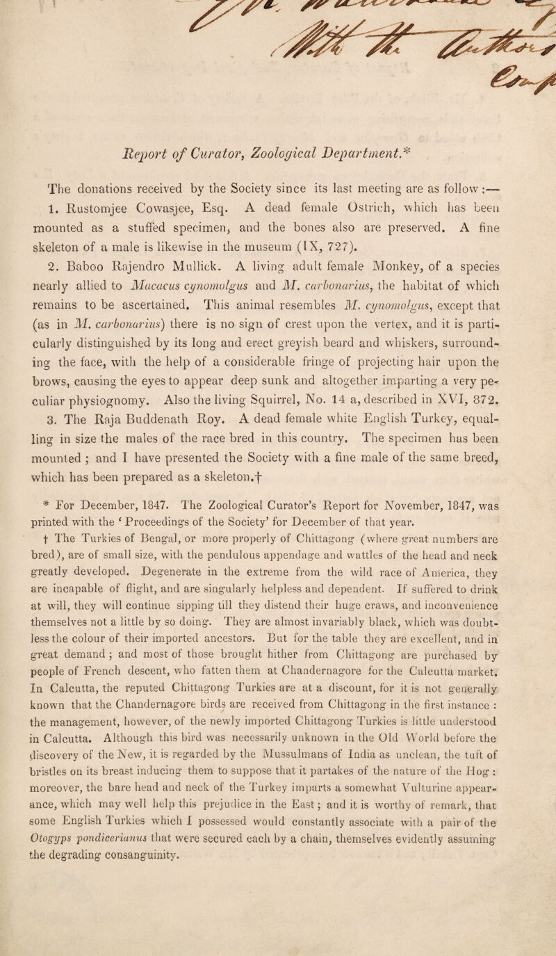 The donations received by the Society since its last meeting are as follow:— 1. Rustomjee Cowasjee, Esq. A dead female Ostrich, which has been mounted as a stuffed specimen, and the bones also are preserved. A fine skeleton of a male is likewise in the museum (IX, 727). 2. Baboo Rajendro Mullick. A living adult female Monkey, of a species nearly allied to Macacus cyiiomolgus and i! 1. carbonarius, the habitat of which remains to be ascertained. This animal resembles M. cynomolgus, except that (as in M. carbonarius) there is no sign of crest upon the vertex, and it is parti¬ cularly distinguished by its long and erect greyish beard and whiskers, surround¬ ing the face, with the help of a considerable fringe of projecting hair upon the brows, causing the eyes to appear deep sunk and altogether imparting a very pe^ culiar physiognomy. Also the living Squirrel, No. 14 a, described in XVI, 872. 3. The Raja Buddenath Roy. A dead female white English Turkey, equal¬ ling in size the males of the race bred in this country. The specimen has been mounted ; and I have presented the Society with a fine male of the same breed, which has been prepared as a skeleton.f * For December, 1847. The Zoological Curator’s Report for November, 1847, was printed with the * Proceedings of the Society’ for December of that year. t The Turkies of Bengal, or more properly of Chittagong (where great numbers are bred), are of small size, with the pendulous appendage and wattles of the head and neck greatly developed. Degenerate in the extreme from the wild race of America, they are incapable of flight, and are singularly helpless and dependent. If suffered to drink at will, they will continue sipping till they distend their huge craws, and inconvenience themselves not a little by so doing. They are almost invariably black, which was doubt¬ less the colour of their imported ancestors. But for the table they are excellent, and in great demand ; and most of those brought hither from Chittagong are purchased by people of French descent, who fatten them at Chandernagore for the Calcutta market. In Calcutta, the reputed Chittagong Turkies are at a discount, for it is not generally known that the Chandernagore birds are received from Chittagong in the first instance : the management, however, of the newly imported Chittagong Turkies is little understood in Calcutta. Although this bird was necessarily unknown in the Old World before the discovery of the New, it is regarded by the Mussulmans of India as unclean, the tuft of bristles on its breast inducing them to suppose that it partakes of the nature of the Hog : moreover, the bare head and neck of the Turkey imparts a somewhat Vulturine appear¬ ance, which may well help this prejudice in the East; and it is worthy of remark, that some English Turkies which I possessed would constantly associate with a pair of the 0 to gyps pondicerianus that were secured each by a chain, themselves evidently assuming the degrading consanguinity.