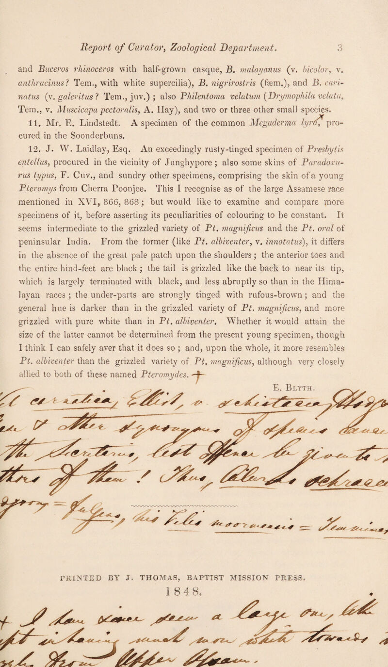 and Buceros rhinoceros with half-grown casque, B. malayanus (v. bicolor, v. anthracinus'! Tem., with white supercilia), B. nigrirostris (hem,), and B. c«n- (v. galeritus ? Tem.,juv.); also Philentoma relation (Drymophila velata, Tem., v. Muscicapa pectoralis, A. Hay), and two or three other small species. 11. Mr. E. Lindstedt. A specimen of the common Megaderma lyrd, pro¬ cured in the Soonderbuns. 12. J. W. Laidlay, Esq. An exceedingly rusty-tinged specimen of Presbytis enteUus, procured in the vicinity of Junghypore ; also some skins of Paradoxu- rus typus, F. Cuv., and sundry other specimens, comprising the skin of a young Pteromys from Cherra Poonjee. This 1 recognise as of the large Assamese race mentioned in XVI, 866, 868 ; but would like to examine and compare more specimens of it, before asserting its peculiarities of colouring to be constant. It seems intermediate to the grizzled variety of Pt. magnificns and the Pt. oral of peninsular India. From the former (like Pt. albiventer, v. innotatus), it differs in the absence of the great pale patch upon the shoulders; the anterior toes and the entire hind-feet are black ; the tail is grizzled like the back to near its tip, which is largely terminated with black, and less abruptly so than in the Hima¬ layan races ; the under-parts are strongly tinged with rufous-brown ; and the general hue is darker than in the grizzled variety of Pt. magnificus, and more grizzled with pure white than in Pt. albiventer. Whether it would attain the size of the latter cannot be determined from the present young specimen, though I think I can safely aver that it does so ; and, upon the whole, it more resembles Pt. albiventer than the grizzled variety of Pt. magnificus, although very closely allied to both of these named Pteromydes. E. Blyth, PRINTED BY J. THOMAS, BAPTIST MISSION PRESS. 184 8,