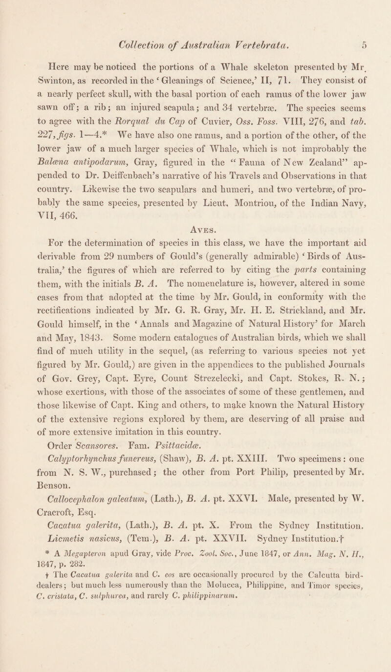 Here may be noticed the portions of a Whale skeleton presented by Mr Swinton, as recorded in the ‘ Gleanings of Science/ II, 71* They consist of a nearly perfect skull, with the basal portion of each ramus of the lower jaw sawn off; a rib; an injured scapula; and 34 vertebra). The species seems to agree with the Rorqual du Cap of Cuvier, Oss. Foss. VIII, 276, and tab. 227, figs. 1—4.* We have also one ramus, and a portion of the other, of the lower jaw of a much larger species of Whale, which is not improbably the Balcena antipodarum, Gray, figured in the “ Fauna of New Zealand” ap¬ pended to Dr. DeifFenbaeh’s narrative of his Travels and Observations in that country. Likewise the two scapulars and humeri, and two vertebra), of pro¬ bably the same species, presented by Lieut, Montriou, of the Indian Navy, VII, 466. Aves. For the determination of species in this class, we have the important aid derivable from 29 numbers of Gould’s (generally admirable) f Birds of Aus¬ tralia,’ the figures of which are referred to by citing the parts containing them, with the initials B. A. The nomenclature is, however, altered in some cases from that adopted at the time by Mr. Gould, in conformity with the rectifications indicated by Mr. G. R. Gray, Mr. IT. E. Strickland, and Mr. Gould himself, in the ‘ Annals and Magazine of Natural History’ for March and May, 1843. Some modern catalogues of Australian birds, which we shall find of much utility in the sequel, (as referring to various species not yet figured by Mr. Gould,) are given in the appendices to the published Journals of Gov. Grey, Capt. Eyre, Count Strezelecki, and Capt. Stokes, R. N.; whose exertions, with those of the associates of some of these gentlemen, and those likewise of Capt. King and others, to make known the Natural History of the extensive regions explored by them, are deserving of all praise and of more extensive imitation in this country. t Order Scansores. Fam. Psittacidce. Calyptorhynchus funereus, (Shaw), B. A. pt. XXIII. Two specimens : one from N. S. W., purchased; the other from Port Philip, presented by Mr. Benson. Callocephalon galeatum, (Lath.), B. A. pt. XXVI. Male, presented by W. Cracroft, Esq. Cacatua galerita, (Lath.), B. A. pt. X. From the Sydney Institution. Licmetis nasicus, (Tern.), B. A. pt. XXVII. Sydney Institution.-! * A Megaptevon apud Gray, vide Proc. Zool. Soc., June 1847, or Ann. Mag. N. II., 1847, p. 282. + The Cacatua galerita and C. eos are occasionally procured by the Calcutta bird- dealers; but much less numerously than the Molucca, Philippine, and Timor species, C. cristata, C. sidphurea, and rarely C. philippinarum.