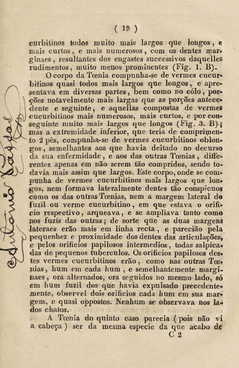 (10) curbitinos todos muito mais largos que longos, e mais curtos, e mais numerosos, com os dentes mar? ginaes, resultantes dos engastes successivos daquelles rudimentos, muito menos prominentes (Fig. 1. B). O corpo da Toenia compunha-se de vermes cucur- bitinos quasi todos mais largos que longos, e apre¬ sentava em diversas partes, bem como no colo, por¬ ções notavelmente mais largas que as porções antece¬ dente e seguinte, e aquellas compostas de vermes cucurbitinos mais numerosos, mais curtos, e por con¬ seguinte muito mais largos que longos (Fig. 3. B)>$ mas a extremidade inferior, que teria de comprimen¬ to 2 pés, compunha-se de vermes cucurbitinos oblon¬ gos , semelhantes aos que havia deitado no decurso da sua enfermidade, e aos das outras Tcenias , difíe- rentes apenas em não serem tão compridos, sendo to¬ davia mais assim que largos. Este corpo, onde se com¬ punha de vermes cucurbitinos mais largos que lon¬ gos, uem formava lateralmente dentes tão conspícuos como os das outras Toenias, nem a margem lateral do fuzil ou verme cucurbitino, em que estava o orifí¬ cio respectivo, arqueava, e se ampliava tanto como nos fuzis das outras; de sorte que as duas margens lateraes erão mais em linha recta , e parecião pela pequenhez e proximidade dos dentes das articulações* e pelos orifícios papilosos intermédios, todas salpica¬ das de pequenos tubérculos. Os orifícios papilosos des¬ tes vermes cucurbitinos erão, como nas outras Toe- pias, hum em cada hum, e semelhantemente margi- naes, ora alternados, ora seguidos no mesmo lado, só em hum fuzil dos que havia expulsado precedente- mente, observei dois orifícios cada hum em sua mar¬ gem, e quasi oppostos. Nenhum se observava nos la-4 dos chatos. A Toenia do quinto caso parecia (pois nao ví a cabeça) ser da mesma especie da que acabo de C 2