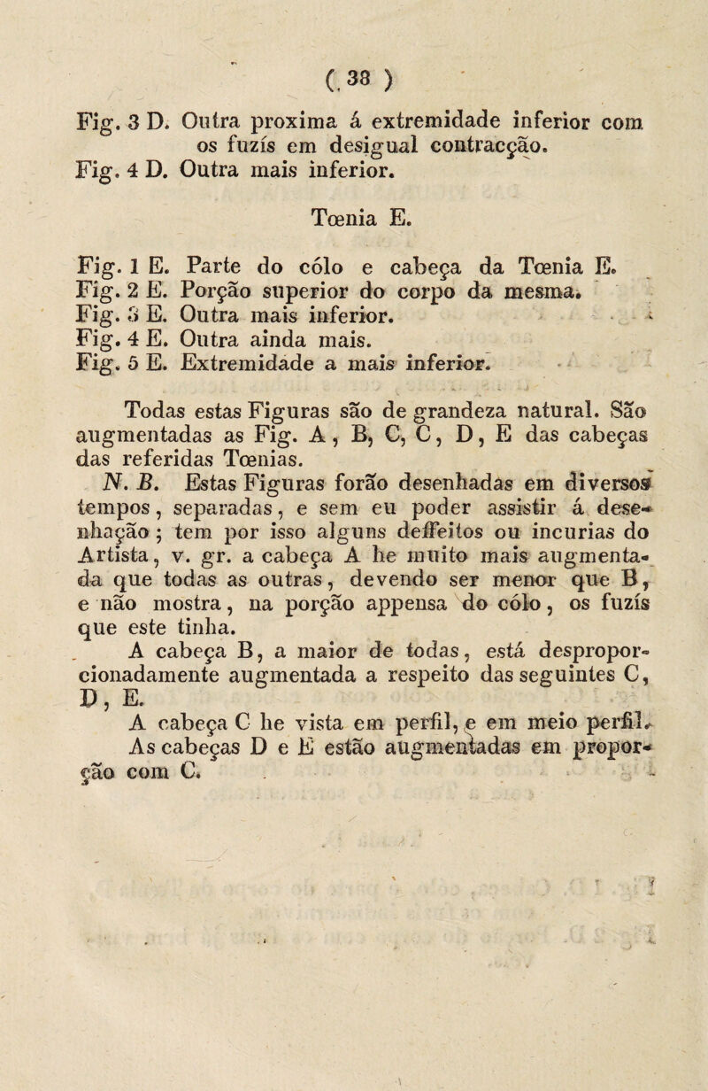 Fig. 3 D* Outra próxima á extremidade inferior com os fuzis em desigual contracção. Fig. 4 D. Outra mais inferior. Tcenia E. Fig. 1 E. Parte do cólo e cabeça da Tcenia E. Fig. 2 E. Porção superior do corpo da mesma* Fig. 3 E. Outra mais inferior. - Fig. 4 E. Outra ainda mais. Fig. 5 E. Extremidade a mais inferior. Todas estas Figuras são de grandeza natural. São augmentadas as Fig. A, B, C, C, D, E das cabeças das referidas Toenias. N. B. Estas Figuras forao desenhadas em diverso® tempos, separadas, e sem eu poder assistir á dese- nhação ; tem por isso alguns deífeitos ou incúrias do Artista, v. gr. a cabeça A he muito mais augmenta- da que todas as outras, devendo ser menor que B, e não mostra, na porção appensa do colo, os fuzis que este tinha. A cabeça B, a maior de todas, está despropor*» cionadamente augmentada a respeito das seguintes C, D, E. A cabeça C he vista em perfil, e em meio perfiE As cabeças D e E estão aügmenladas em propor¬ ção com C.