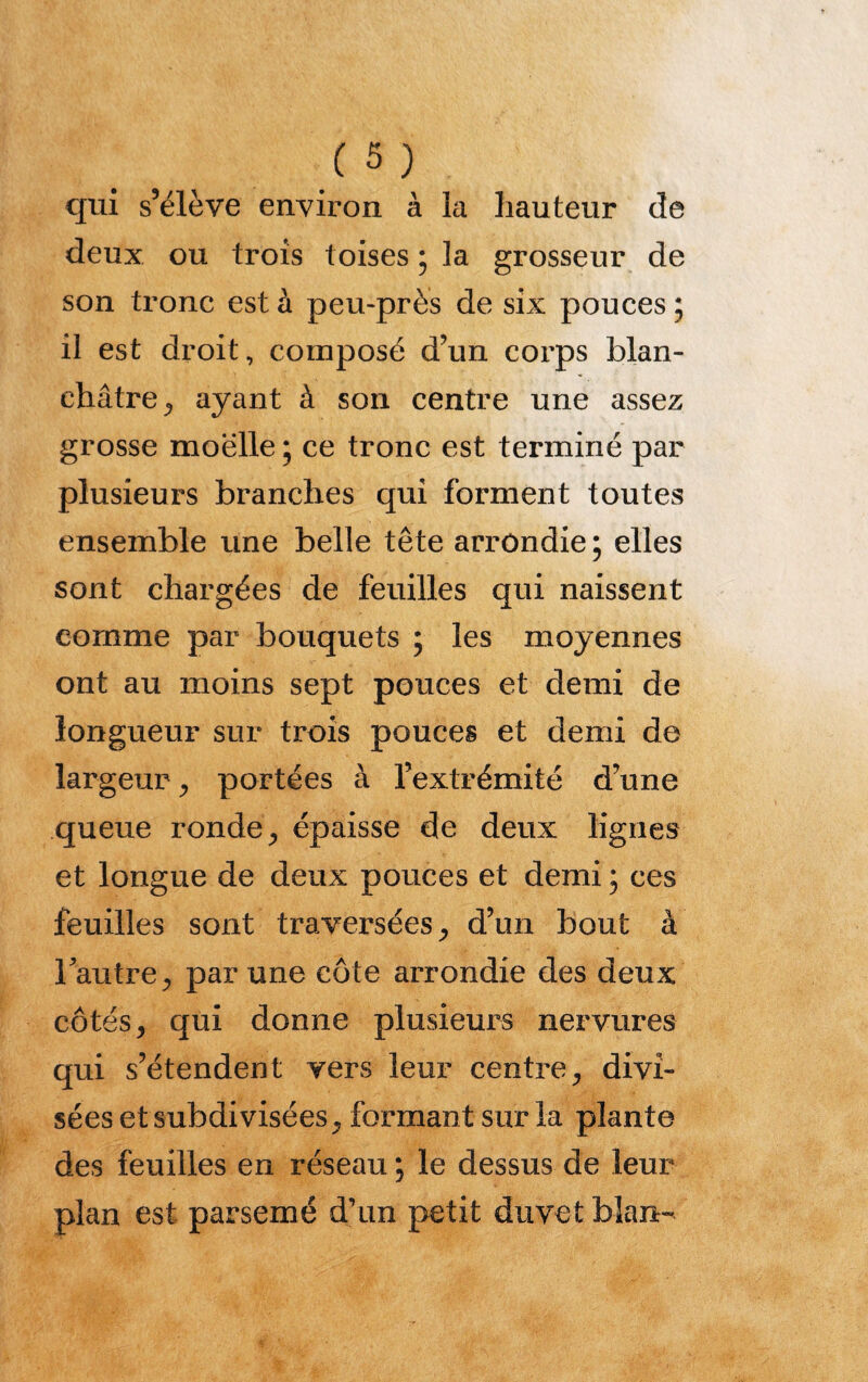 qui s’élève environ à la hauteur de deux ou trois toises • la grosseur de son tronc est à peu-près de six pouces ; il est droit, composé d’un corps blan¬ châtre^ ayant à son centre une assez grosse moelle * ce tronc est terminé par plusieurs branches qui forment toutes ensemble une belle tête arrondie ; elles sont chargées de feuilles qui naissent comme par bouquets ; les moyennes ont au moins sept pouces et demi de longueur sur trois pouces et demi de largeur, portées à l’extrémité d’une queue ronde, épaisse de deux lignes et longue de deux pouces et demi ; ces feuilles sont traversées, d’un bout à l'autre, par une côte arrondie des deux côtés, qui donne plusieurs nervures qui s’étendent vers leur centre, divi¬ sées et subdivisées, formant sur la plante des feuilles en réseau ; le dessus de leur plan est parsemé d’un petit duvet blan-