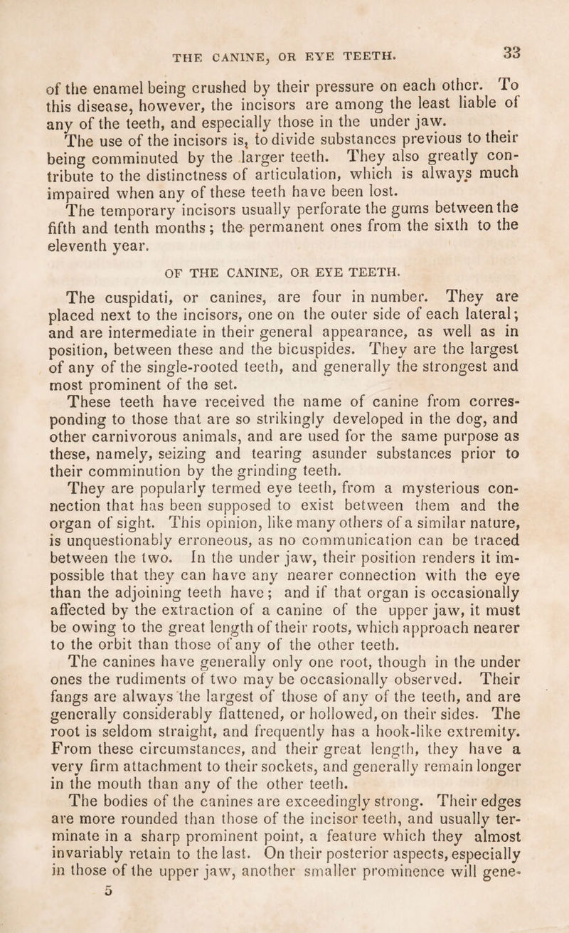 THE CANINE, OR EYE TEETH. of the enamel being crushed by their pressure on each other. To this disease, however, the incisors are among the least liable of any of the teeth, and especially those in the under jaw. The use of the incisors is* to divide substances previous to their being comminuted by the larger teeth. They also greatly con- tribute to the distinctness of articulation, which is always much impaired when any of these teeth have been lost. The temporary incisors usually perforate the gums between the fifth and tenth months; the- permanent ones from the sixth to the eleventh year. OF THE CANINE, OR EYE TEETH, The cuspidati, or canines, are four in number. They are placed next to the incisors, one on the outer side of each lateral; and are intermediate in their general appearance, as well as in position, between these and the bicuspides. They are the largest of any of the single-rooted teeth, and generally the strongest and most prominent of the set. These teeth have received the name of canine from corres¬ ponding to those that are so strikingly developed in the dog, and other carnivorous animals, and are used for the same purpose as these, namely, seizing and tearing asunder substances prior to their comminution by the grinding teeth. They are popularly termed eye teeth, from a mysterious con¬ nection that has been supposed to exist between them and the organ of sight. This opinion, like many others of a similar nature, is unquestionably erroneous, as no communication can be traced between the two. In the under jaw, their position renders it im¬ possible that they can have any nearer connection with the eye than the adjoining teeth have; and if that organ is occasionally affected by the extraction of a canine of the upper jaw, it must be owing to the great length of their roots, which approach nearer to the orbit than those of any of the other teeth. The canines have generally only one root, though in the under ones the rudiments of two may be occasionally observed. Their fangs are always the largest of those of any of the teeth, and are generally considerably flattened, or hollowed, on their sides. The root is seldom straight, and frequently has a hook-like extremity. From these circumstances, and their great length, they have a very firm attachment to their sockets, and generally remain longer in the mouth than any of the other teeth. The bodies of the canines are exceedingly strong. Their edges are more rounded than those of the incisor teeth, and usually ter¬ minate in a sharp prominent point, a feature which they almost invariably retain to the last. On their posterior aspects, especially in those of the upper jaw, another smaller prominence will gene-