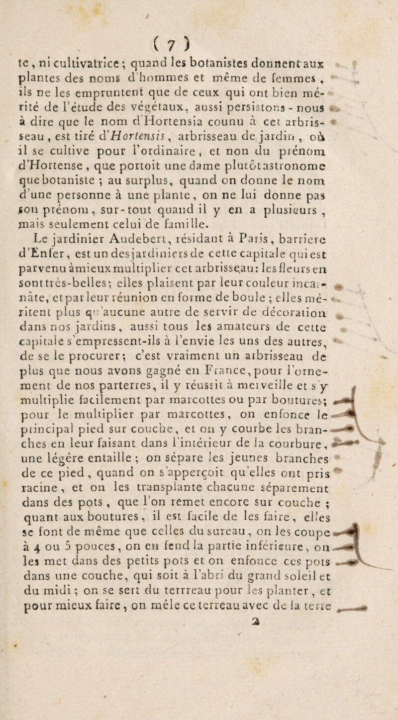 te , ni cultivatrice-, quand les botanistes donnent aux ^ f plantes des noms d’hommes et même de femmes , •“ ils ne les empruntent que de ceux qui ont bien me-** rité de l’étude des végétaux, aussi persistons - nous à dire que le nom d’Hortensia counu à cct arbris- ♦ seau , est tiré d'Horiensis, arbrisseau de jardin , o4 il se cultive pour l’ordinaire , et non du prénom d’Hortense , que portoit une dame plutôtastronome que botaniste ; au surplus, quand on donne le nom d’une personne à une plante, on ne lui donne pas ^on prénom, sur-tout quand il y en a plusieurs , mais seulement celui de famille. Le jardinier Audeberi, résidant à Paris, barrière d’Enfer, est un des jardiniers de cette capitale qui est parvenu àmieux multiplier cet arbrisse.au: les fleurs en sonttrès-belies; elles plaisent par leur couleur incai- ^ nâte, etparleur réunion en forme de boule ; elles mé- - ritent plus qu’aucune autre de servir de décoration dans nos jardins, aussi tous les amateurs de cette capitale s’empressent-ils à l’envie les uns des autres, de se le procurer; c’est vraiment un arbrisseau de plus que nous avons gagné en France, pour l’orne¬ ment de nos parterres, il y réussit à mciveille et s’y multiplie facilement par marcottes ou par boutures; pour le multiplier par marcottes, on enfonce le principal pied sur couche, et ou y courbe les bran¬ ches en leur faisant dans l’intérieur de la courbure, une légère entaille ; on sépare les jeunes branches '' de ce pied, quand on s’apperçoit qu’elles ont pris** ' racine , et on les transplante chacune séparément dans des pots, que l’on remet encore sur couche ; quant aux boutures, il est facile de les faire, elles 5C font de même que celles du sureau, on les coupe à 4 ou 5 pouces, on eu fend la partie inférieure, on les met dans des petits pots et on enfonce ces pots dans une couche, qui soit à l’abri du grand soleil et du midi ; on se sert du terrreau pour les planter, et pour mieux faire , on mêle ce terreau avec de la terre a
