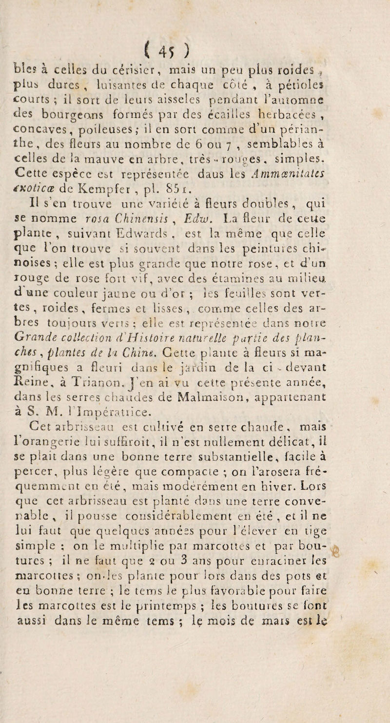 ble? à celles du cérisicr, mais un peu plus roides , plus dures , luisantes de chaque côté , à pétioles courts ; il sort de leurs alsselcs pendant rauîomnc des bourgeans formés par des écailies herbacées , concaves, poileuses,* il en sort comme d’un périan- the, des fleurs au nombre de 6 ou 7 , semblables à celles de la mauve en arbre, très - routes, simples. Cette espèce est représentée daus les Ammœnitates d'KOticœ de Kempfer , pl. 851. Il s’en trouve une vnriéié à fleurs doubles, qui se nomme rosa Chinenns , Edw. La fleur de celle plante , suivant Edwards . est la même que celle que l’on trouve si souvent dans les peintures chi»- noises; elle est plus grande que notre rose, et d’un louge de rose fort vif, avec des étamines au milieu, d une couleur jaune ou d’or ; les feuilles sont ver¬ tes, roides, fermes et lisses, comme celles des ar¬ bres toujours verts ; elle est représentée dans notte Grande collection d'Histoire naturelle partie des plan¬ ches ^ plantes de la Chine, Cette plante à fleurs si ma¬ gnifiques a fleuri dans le jar'din de la ci - devant Keine, à T rianon. J’en ai vu cette présente année, dans les serres chaudes de Malmaisori, appartenant à S. M. 1 imoératiice. i Cet arbrisseau est cultivé en serre chaude, mais l’orangerie lui sulflroît, il n’est nullement délicat, il se plait dans une bonne terre substantielle, facile à percer, plus légère que compacte ; on Tarosera fré¬ quemment en été, mais modérément en hiver. Lors que cet arbrisseau est planté dans une terre conve¬ nable , il pousse considérablement en été , et il ne lui faut que quelques années pour l’élever en lige simple ; on le multiplie par marcottes et par bou¬ tures ; il ne faut que 2 ou 3 ans pour enraciner les marcottes; ondes plante pour lors dans des pots et eu bonne terre ; le tems le plus favorable pour faire les marcottes est le printemps ; les boutures se font aussi dans le même tems ; le mois de mais est le