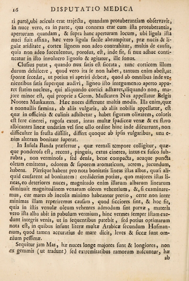 ri parte,ubi acicula erat traje&a, quandam protuberandam obfervavit, in nuce vero, ea in parte, qua connexa erar cum ifta protuberantia, aperturam quandam , & fupra hanc aperturam locum, ubi ligula ifta nuci fuit affixa, haec vero ligula facile abrumpitur, prae nucis & li¬ gulae ariditate , cortex ligneus non adeo contrahitur, multis de caufis, quia non adeo fucculentus, porofus, eft, inde fit, fi nux adhuc conti¬ neatur in ifto involucro lignofo & agitatur, ille fonus. Clufius putat , quando nux fatis eft ficcata , tunc corticem illum durum dehifcere , quod vero ita fe non habet, tantum enim abeft,ut fponte fecedat, ut potius vi aperiri debeat, quod ab omnibus inde ve* nientibus fatis fuperque audivi, ligneo ifto integumenco aperto appa¬ ret ftatim nucleus, qui aliquando cortici adhaeret,aliquando non, ma¬ jore minor eft, qui proprie a Germ. Muftcaten Nus appellatur Belgis Nooten Muskaaten. Haec nuces differunt multis modis. Illa enim,quae a nonnullis femina, ab aliis vulgaris, ab aliis nobilis appellatur, eft quas in officinis & culinis adhibetur, habet figuram olivarem, coloris eft fere cinerei, rugofa extus, intus multae fpadiceae venae & ex flavo albicantes lineae undatim vel fine ullo ordine hinc inde difeurrunt, non difficulter in frufta diffilit, differt quoque ab ipfis vulgaribus, una e- nim alteram bonitate fuperat. In Infula Banda praefertur, quae vernali tempore colligitur, quae¬ que ponderofa eft, recens, pinguis, extus cinerea, intus ex fufeo fub- rubra, non verminofa , fed denfa, bene compa&a, acuque pun&a oleum emittens, odorem & faporem aromaticum, acrem, jucundum, habens. Plerique habent pro nota bonitatis lineas iftas albas, quafi ali¬ quid caufarent ad bonitatem: crediderim potius, quo majores iftas li- neas^o deteriores nuces, magnitudo enim illarum albarum linearum diminuit magnitudinem venarum oleum vehentium, &, fi examinare¬ mus, cur mares ab incolis minimo habeantur pretio , certe non inter minimas illam reperiremus caufam , quod ficciores fint, & hoc fit, quia in iftis venula; oleum vehentes admodum fint parva? , materia vero ifta alba abit in pabulum vermium, hinc vermes femprr iftamexe¬ dunt integris venis, ut in fequentibus patebit, fed potius optimarum nota eft, in quibus infunt literae multae Arabicae fecundum Hofman- num, quod tamen accuratius de mare dicit, leves & ficcae funt om¬ nium peffimae. Sequitur jam Mas, hae nuces longe majores funt & longiores, non €.x gemmis (ut tradunt) fed extremitatibus ramorum nafcuntur, hae ab