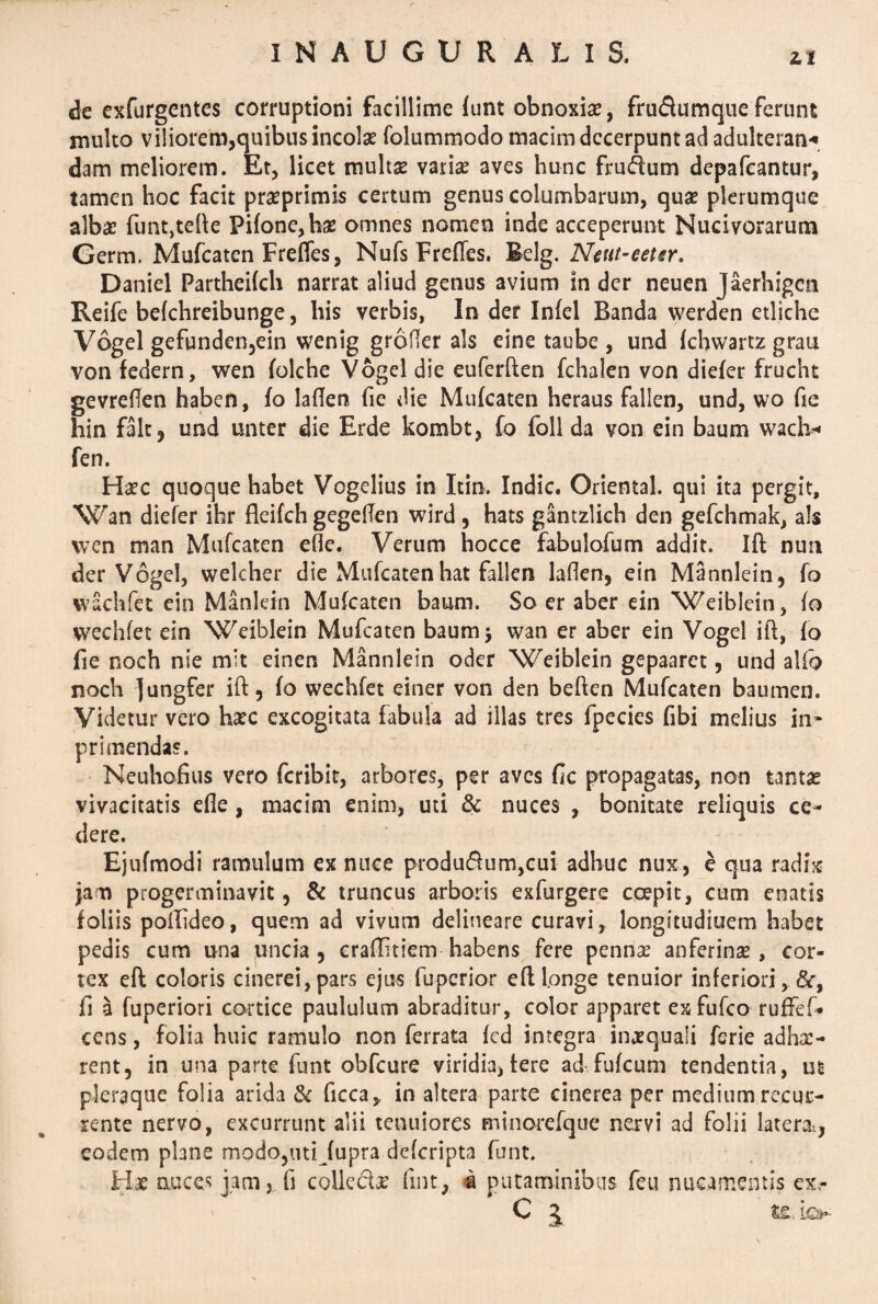 de exfurgentes corruptioni facillime funt obnoxiae, frudumque ferunt inulto viliorem,quibus incolae folummodo macim decerpunt ad adulterati* dam meliorem. Et, licet multse varise aves hunc frudum depafcantur, tamen hoc facit praeprimis certum genus columbarum, quae plerumque albae funtjtefte Pifone,hae omnes nomen inde acceperunt Nucivorarum Germ. Mufcaten Frefles, Nufs Frefles. Belg. Neut-eeter. Daniel Partheifch narrat aliud genus avium in der neuen Jaerhigcn Reife bekhreibunge, his verbis, In der Infel Banda werden etliche Vogel gefunden,ein wenig grofier ais eine taube , und khwartz grau von federn, wen folche Vogel die euferften fchalen von diefer frucht gevreflen haben, fo laflen fie die Mufcaten heraus fallen, und, wo fie hin falc, und unter die Erde kombt, fo foll da von ein baum wach* fen. Haec quoque habet Vogelius in Itin. Indic. Oriental. qui ita pergit, Wan diefer ihr fleikh gegeflen wird, hats gantzlich den gefchmak, a!s wen man Mufcaten efle. Verum hocce fabulofum addit. Ift nuti der Vogel, welcher die Mufcatenhat fallen laflen, ein Mannlein, fo wachfet ein Manlein Mufcaten baum. So er aber ein Weiblein, fo wechfet ein Weiblein Mufcaten baumj wan er aber ein Vogel ift, fo fie noch nie m;t einen Mannlein oder Weiblein gepaaret, und alio noch lungfer ift, fo wechfet einer von den beften Mufcaten baumen. Videtur vero haec excogitata fabula ad illas tres fpecies fibi melius in» pr i mendas. Neuhofius vero feribit, arbores, per aves fic propagatas, non tantae vivacitatis ede , macim enim, uti & nuces , bonitate reliquis ce¬ dere. Ejufmodi ramulum ex nuce producum,cui adhuc nux, e qua radix jam progerminavit, & truncus arboris exfurgere coepit, cum enatis foliis poftideo, quem ad vivum delineare curavi, longitudinem habet pedis cum una uncia, craftitiem habens fere pennae anferinae , cor¬ tex eft coloris cinerei,pars ejus {operior eft longe tenuior inferiori, 8c, fi a fuperiori cortice paululum abraditur, color apparet exfufco ruffef* cens, folia huic ramulo non ferrata fcd integra inaequali fsrie adhae¬ rent, in una parte funt obfcure viridia, fere ad- fukum tendentia, ut pleraque folia arida & ficca,, in altera parte cinerea per medium recur¬ rente nervo, excurrunt alii tenuiores minorefque nervi ad folii latera,, eodem plane modo,imJupra dekripta funt. Hac nuces jam, fi collegae fint, a putaminibus feti nucamentis ex,- C ^ te, io*-