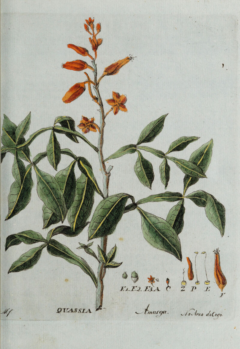QXCASSIA, s