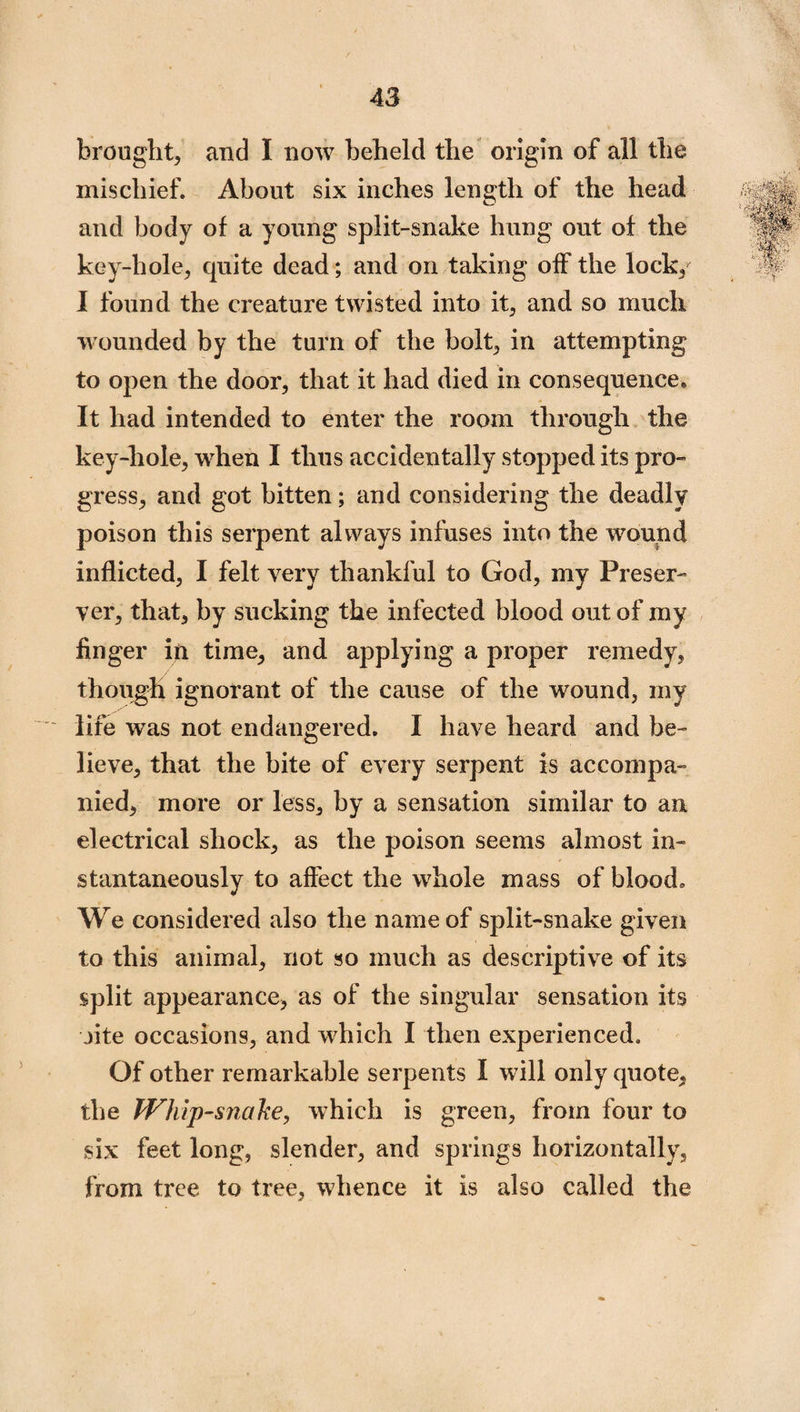 brought, and I now beheld the origin of all the mischief. About six inches length of the head and body of a young split-snake hung out of the key-hole, quite dead; and on taking off the lock, I found the creature twisted into it, and so much wounded by the turn of the bolt, in attempting to open the door, that it had died in consequence. It had intended to enter the room through the key-hole, when I thus accidentally stopped its pro¬ gress, and got bitten; and considering the deadly poison this serpent always infuses into the wound inflicted, I felt very thankful to God, my Preser¬ ver, that, by sucking the infected blood out of my finger in time, and applying a proper remedy, though ignorant of the cause of the wound, my life was not endangered. I have heard and be¬ lieve, that the bite of every serpent is accompa¬ nied, more or less, by a sensation similar to an electrical shock, as the poison seems almost in¬ stantaneously to affect the whole mass of blood. We considered also the name of split-snake given to this animal, not so much as descriptive of its split appearance, as of the singular sensation its jite occasions, and which I then experienced. Of other remarkable serpents I will only quote, the Whip-snake, which is green, from four to six feet long, slender, and springs horizontally, from tree to tree, whence it is also called the