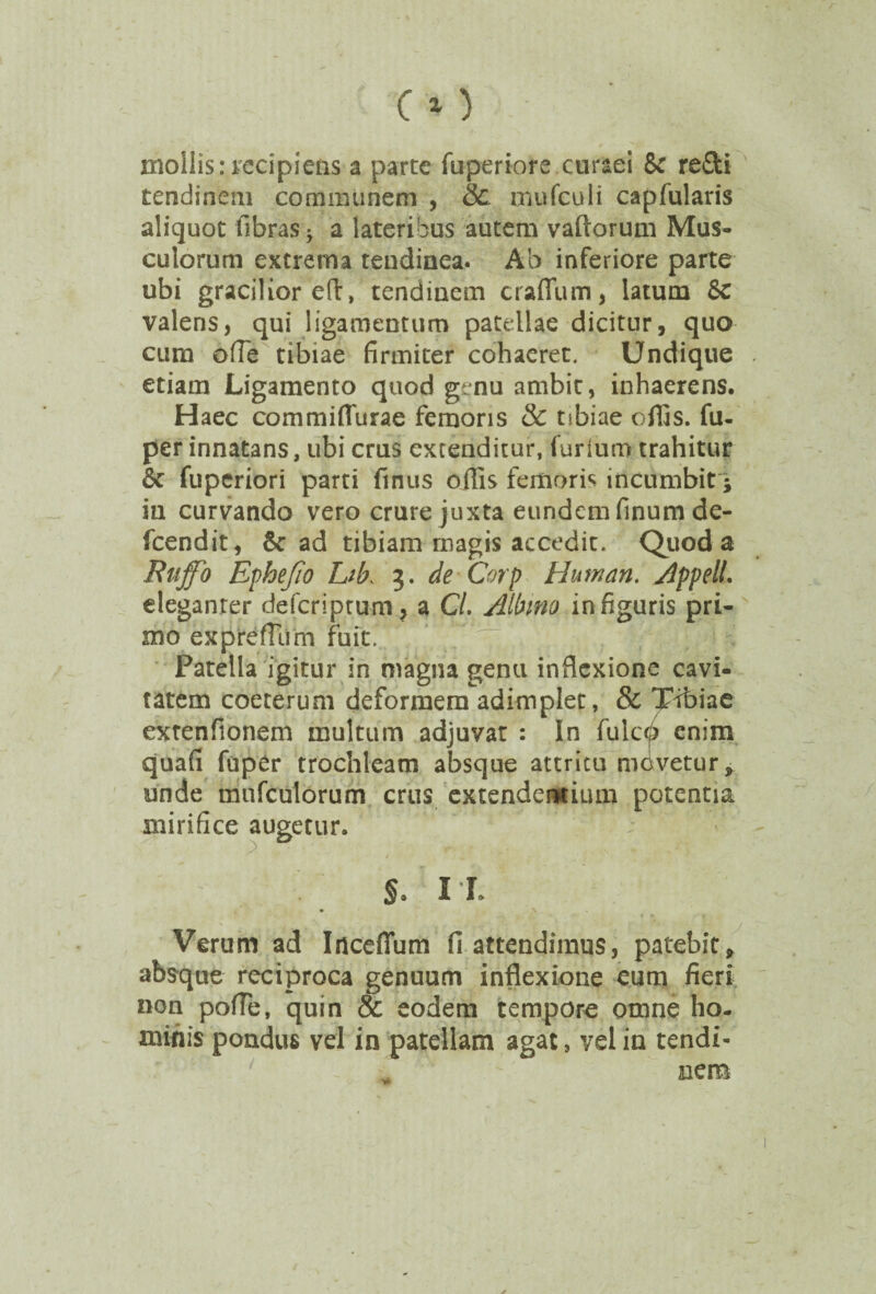 mollis:accipietis a parte fuperiore euraei 8c redi tendinem communem , & mufculi capfularis aliquot fibras * a lateribus autem vadorum Mus¬ culorum extrema tendinea. Ab inferiore parte ubi gracilior eft, tendinem cratium* latum Sc valens, qui ligamentum patellae dicitur, quo cum ofTe tibiae firmiter cohaeret. Undique etiam Ligamento quod genu ambit, inhaerens. Haec commiflurae femoris & tibiae offis, fu- per innatans, ubi crus extenditur, (urium trahitur 6c fuperiori parti finus offis femoris incumbit; in curvando vero crure juxta eundem finum de- fcendit, Sc ad tibiam magis accedit. Quod a Puffo Ephejio Lib. 3. de Corp Human. AppelL eleganrer deferiptum, a Cl. Albino infigaris pri¬ mo exprefTum fuit. T • 1,” Patella igitur in magna genu inflexione cavi¬ tatem coeterum deformem adimplet, & Tibiae extenfionem multum adjuvat : In fulcb enim quafi fuper trochleam absque attritu movetur, unde mufculorum crus extendentium potentia mirifice augetur. / s. it Verum ad Inceflum fi attendimus, patebit, absque reciproca genuum inflexione eum fieri non pofle, quin & eodem tempore omne ho¬ minis pondus vel in patellam agat, vel in tendi¬ nem