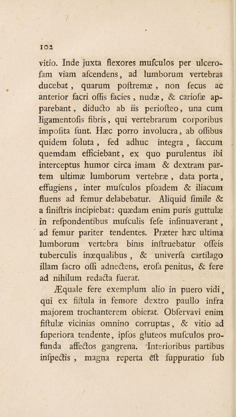 10 % vitio. Inde juxta flexores mufculos per ulcero» fam viam afcendens, ad lumborum vertebras ducebat, quarum poftremae , non fecus ac anterior facri offis facies, nudae, & cariofae ap¬ parebant , diducto ab iis periofteo, una cum ligamentofis fibris, qui vertebrarum corporibus impolita funt. Haec porro involucra, ab offibus quidem foluta, fed adhuc integra , faecum quemdam efficiebant, ex quo purulentus ibi interceptus humor circa imam & dextram par¬ tem ultimae lumborum vertebrae , data porta, effugiens, inter mufculos pfoadem & iliacum fluens ad femur delabebatur. Aliquid fimile & a finiftris incipiebat: quaedam enim puris guttulae in refpondentibus mufeuiis fefe infinuaverant, ad femur pariter tendentes. Praeter haec ultima lumborum vertebra binis inftruebatur offeis tuberculis inaequalibus, & univerfa cartilago illam facro offi adnedens, erofa penitus, & fere ad nihilum redada fuerat. iEquale fere exemplum alio in puero vidi, qui ex filtula in femore dextro paullo infra majorem trochanterem obierat. Obfervavi enim fiftulae vicinias omnino corruptas, & vitio ad fuperiora tendente, ipfos gluteos mufculos pro¬ funda affedos gangrena. Interioribus partibus infpedis , magna reperta gft fuppuratio fub