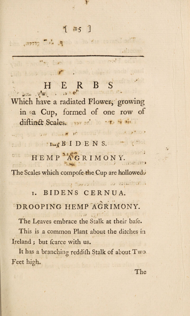 r t <l'S 1 >» HERBS . * - l f * • *“ Which have a radiated Flower- growing in *a Cup, formed of one row of diftindt Scales. vv-f ?.T *t< * * B I DENS. hemp’Agrimony. W ' • -) • >n ^i!'> The Scales which compofe the Cup are hollowed;* i *■ v J : i. • l i. BIDENS CERNUA. , !> DROOPING HEMP AGRIMONY. v S* The Leaves embrace the Stalk at their bafe. This is a common Plant about the ditches in Ireland ; but fcarce with us. It has a branching reddifh Stalk of about Two Feet high.
