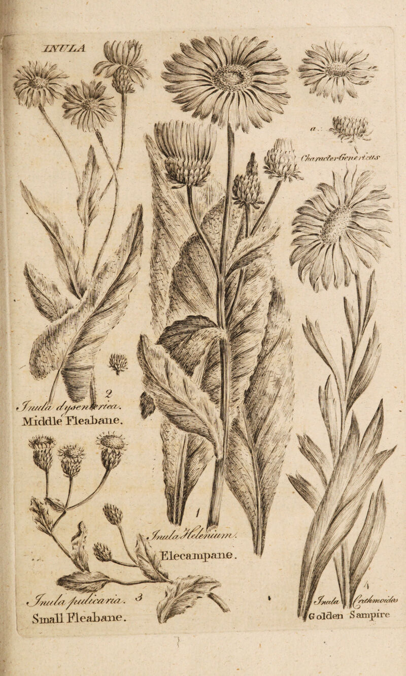Small Fleabane.