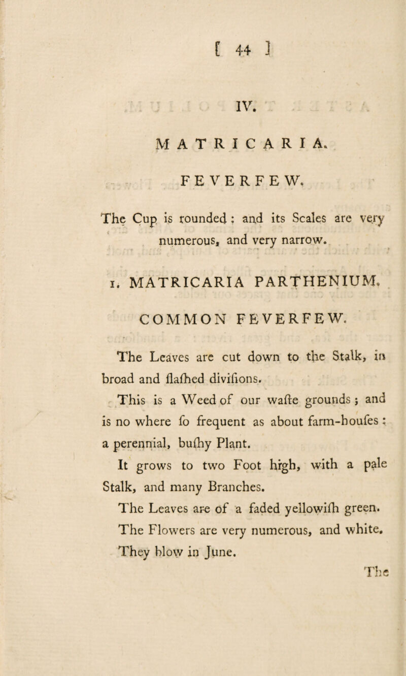 IV. MATRICARIA. FEVERFEW. The Cup is rounded : and its Scales are very numerous, and very narrow. i. MATRICARIA PARTHENIUM. COMMON FEVERFEW, The Leaves are cut down to the Stalk, in broad and flafhed divifions. This is a Weed of our wade grounds; and is no where fo frequent as about farm-boufes : a perennial, buflhy Plant. It grows to two Foot high, with a pale Stalk, and many Branches. The Leaves are of a faded yellowifh green. The Flowers are very numerous, and white. They blow in June.