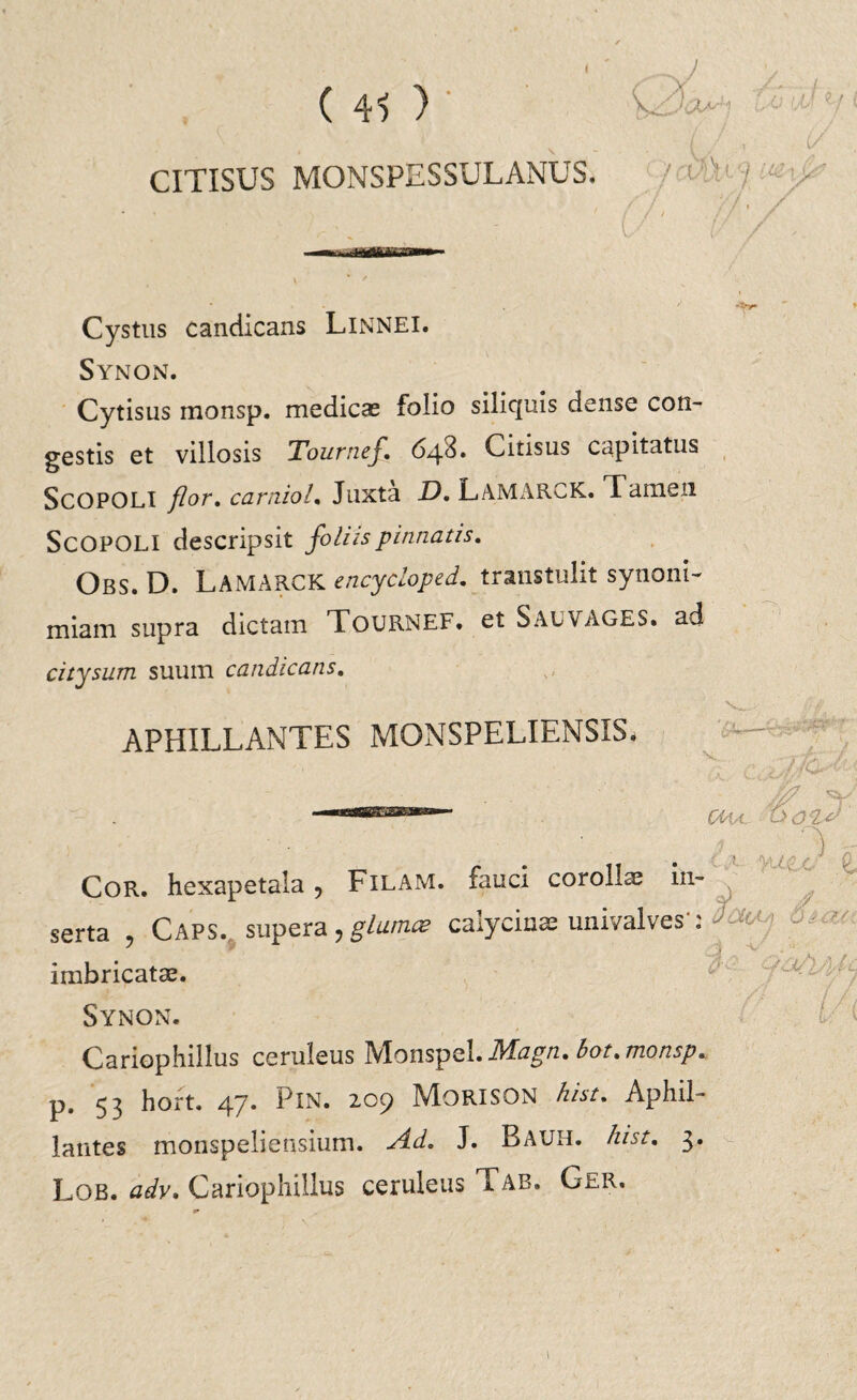 CITISUS MONSPESSULANUS. Cystus candicans Linnei. Synon. Cytisus monsp. medicas folio siliquis dense con¬ gestis et villosis Tournef. Citisus capitatus ScOPOLI flor. carniol. Juxta D. Lamarck. Tamen ScOPOLI descripsit foliis pinnatis. Obs. D. LamARCK encydoped. transtulit synoni- miam supra dictam Tournef. et SAUVAGES. ad citysum suum candicans. APHILLANTES MONSPELIENS1S, / /C- 0i7 yuu) .1 Cor. hexapetala 9 Filam. fauci corollae in¬ serta Caps. supera , glumas caiycinae univalves : imbricatae. Synon. ¥5 l/i Cariophillus ceruleus Monspel.Magn.bot.monsp. p. 53 hort. 47. Pin. 209 Morison hist. Aphil- lantes monspeliensium. Ad. J. Bauh. hist. 3. Lob. adv. Cariophillus ceruleus Tab. GtR.
