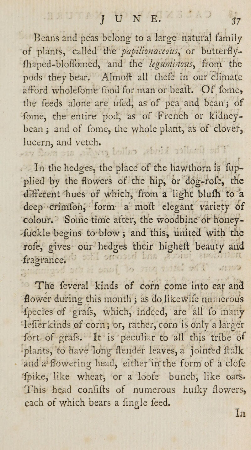 Beans and peas belong to a large natural family of plants, called the papilionaceous, or butterfly- fhaped-bloflbmed, and the leguminous, from the pods they bear. Almoft all thefe in our climate afford wholefome food for man or bead:. Of fome, the feeds alone are ufed, as of pea and bean; of fome, the entire pod, as of French or kidney- bean ; and of fome, the whole plant, as of clover, lucern, and vetch. •if In the hedges, the place of the hawthorn is fup- plied by the flowers of the hip, or dog-rofe, the different'hues of which, from a light blufh to a deep crimfon, form a mod: elegant variety of colour. Some time after, the woodbine or honey- fuckle begins to-blow; and this, united with the rofe, gives our hedges their higheff beauty and •fragrance. • • , ,m ' • r ; j ’ J' The feveral kinds of corn come into ear and / • , . , • • i « ■ •* > flower during this month ; as do likewife numerous fpecies of grafs, which, indeed, are all fo many leflferkinds of corn; 'or, rather, corn is only a larger fort of grafs. It is peculiar to all this tribe plants, to have long deader leaves, a jointed flalk and a; flowering head, either in'the form of a clofe fpike, like wheat, or a loofe bunch, like oats. This head confifts of numerous hufky flowers, each of which bears a Angle feed. In