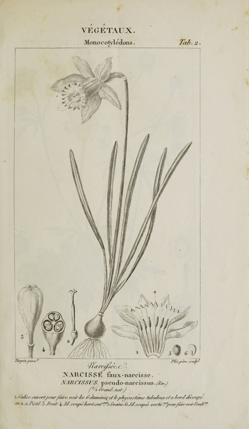 Mono c ofvlc dons. Tab. 2. Tinytin f>inæ f fccjce j'cuy* • lJ/en 'rÿuee.'Cp. AARCISSl. dknx:-narcisse. SAU CTS SU S pseudo-narois sns ./Tin .J fJ/2 ûran<T. suif.J x- Ca£c< > ouverÿportr/orre t?e/r /&r Ce/amme^ e/ T'pAi/cosfe/ne ZreTie/eiùr (T<z Tecoiq>e