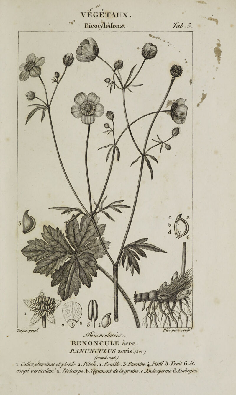 Zùrfin fin jc Ÿ jjlenencu/acct\ O. RENONCULE arre. HAN U N CUL US ac ris ./lût .J f.Grand. na/.J i. Ca/cce,eâzmm&f eLpiràl?. 2.Peia/e.a.fica/Y/e. 5.Cfcrznâu>.4-Pisà/ 5-Fruit-<o.YY- coupe ver /tco/e/n f a -Péricarpe - b -TepunenY de Ya^ p'ai/te. c. K/uiospcr/ne ■ d -P/viri/on VEGETAUX. nieotvleJons*. /ir/) ■