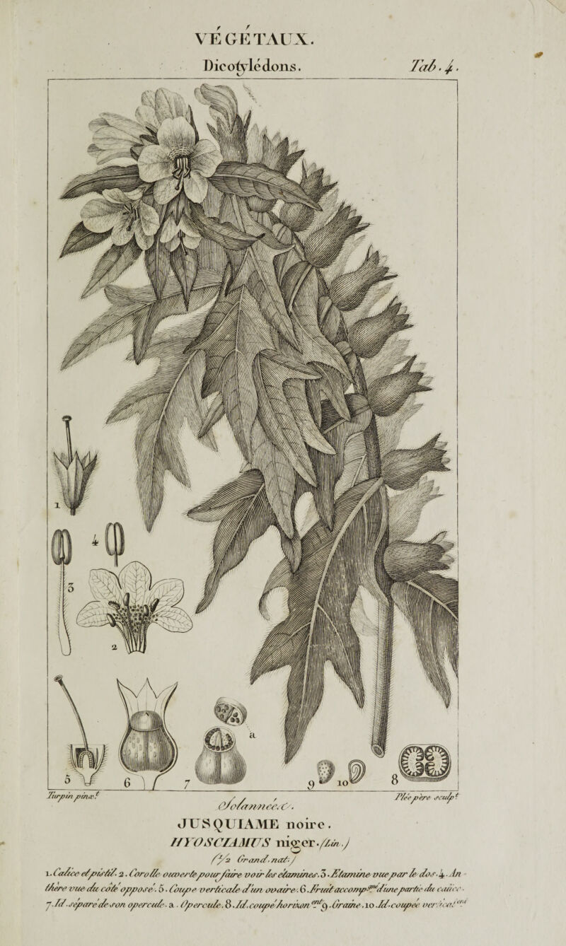Die oiylé dons. 7al>. £. JUS QLJTAME noire. HYOSCIAACUS niger.fiât.J f/la Grand, netiJ !• Calice cl pustil 2. Corolle ouvertepour/aère voir les elanunes- 5 •llfamirui vuepar le dos-!±.l/t flerc vue du cofe oppose/ 5 ■ loupe verticale d'un ovaire. G .l'ruif accovp-,,udunepartie du <-un v ' •