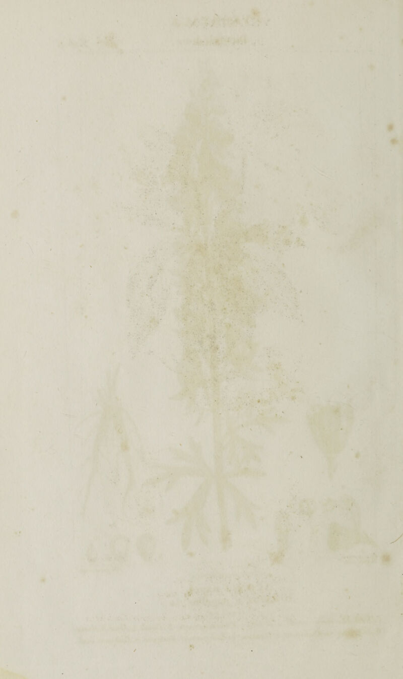 N ■ - . \ • $ * *• '■ * * / ■ - J v . ■ ■ 1 •• * ' *• h