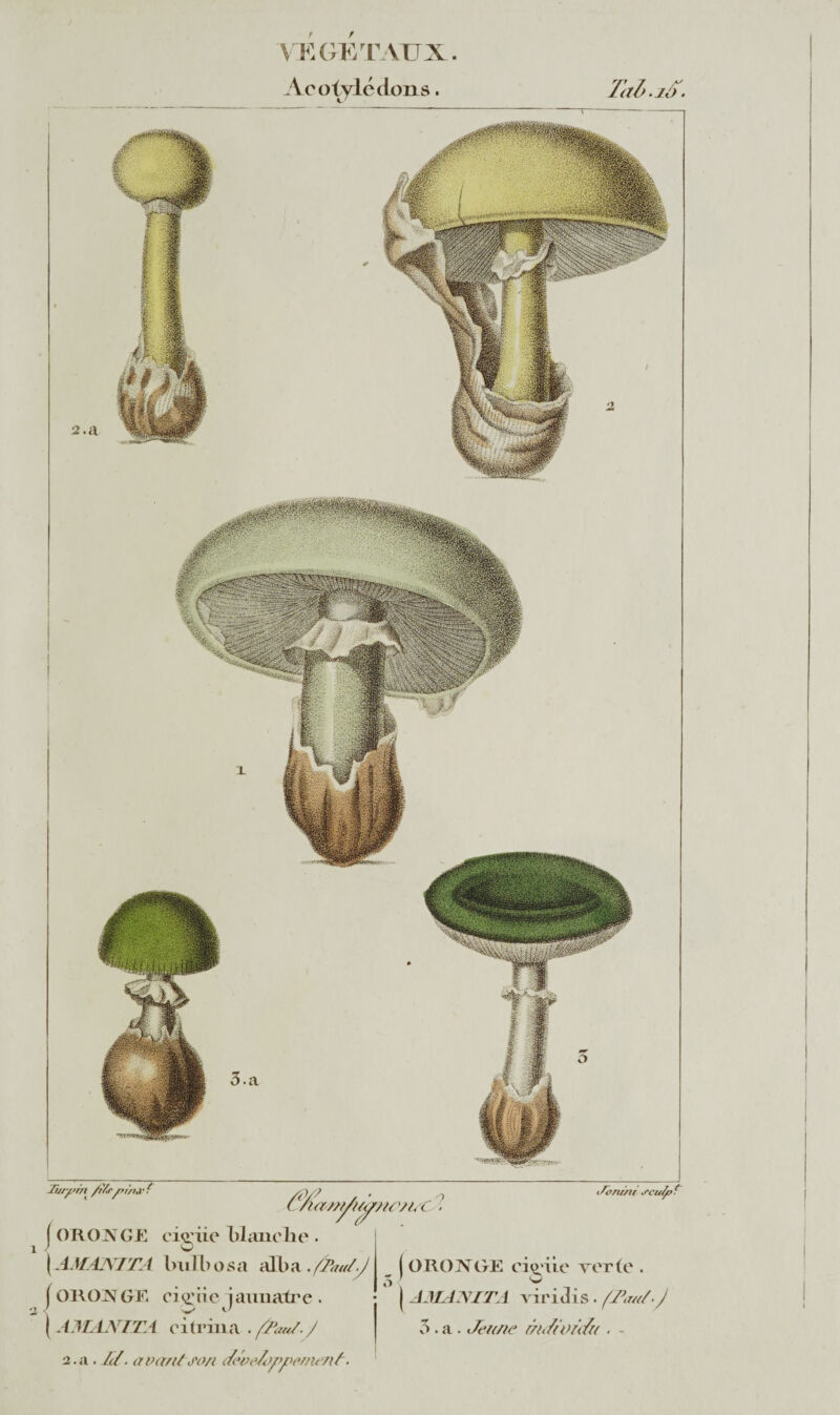 VKGTCT VUX. A cotylédons. Ta b. 10. Twpm yyj , C nam/aÿ/wnsc . ( ORONGE cigiie blanche i/bnini scufaï \ AMANITA Imlbosa ail)a .fanJ.J f OKOy GE ci(i'iie jaunâtre . | AMANIT 4 c i (rina . /^W. / ( ORONGE cio'iie verte . | AMANITA viriJis. {7\w/-J 5.a. Jeune âiJfVÛ/u . - 2.a