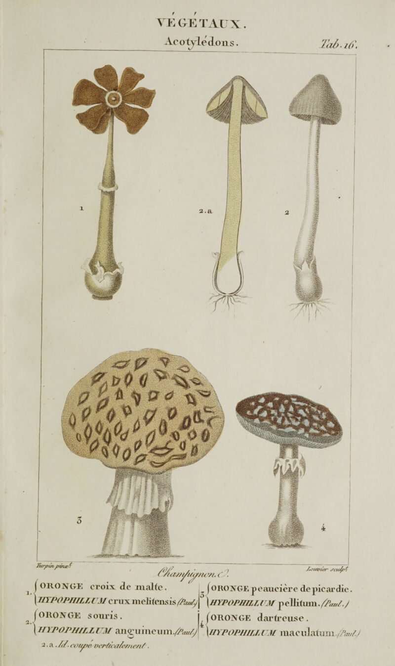 YE GE TAUX ittryx/i y?cria- ' ( ORONGE croix de mal te J<ouvier scuÿpt ( ORONGE peaueière de picar die. ( HYPOPHILLCMcruxinelifensis^/*'/  \HYPOPHULUM pelIitmn./^W./ [oronge souris. ^(ORONGE dartre use. \ //YPOPif/LLUM angumeum\bypopwllum maculatum /7W7 Acotyleclons. kJ Toi). iô\ 2. 2. a . /(/. corape veHù<?/e/ne/if.