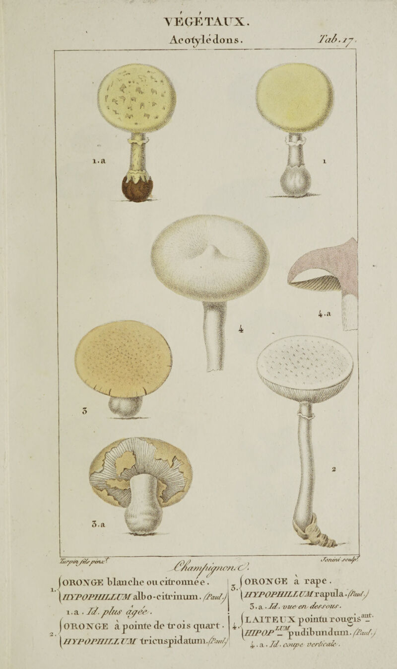 VEGETAUX. Ac otylé dons. 'TaZ.ip. i 2 7ûrf>r/i /r/sfrma ir /urat/t/puvi. C }. Jo/imi .rcafe 3.< ( ORONGE à râpe . \ iiypophill UM r apula .fautJ 5. a • Jd. vue/ e/v dessous . «I 1<</CÆ' ■ . / . . v . . . LAITEUX pointu rougis- apomte le trois gtutrt. 4^^ 4 • a • 7d■ cvu/oe verticale/. jOROXGE blauelie ou citronnée. \ HYPOPSILLUM alb o - eitrinmn. /Tau/.J 1. a . Te/, p/iu apee . ( OROXGE \hypO-PHZLZ TJT tricnspidatuni./^w^/l