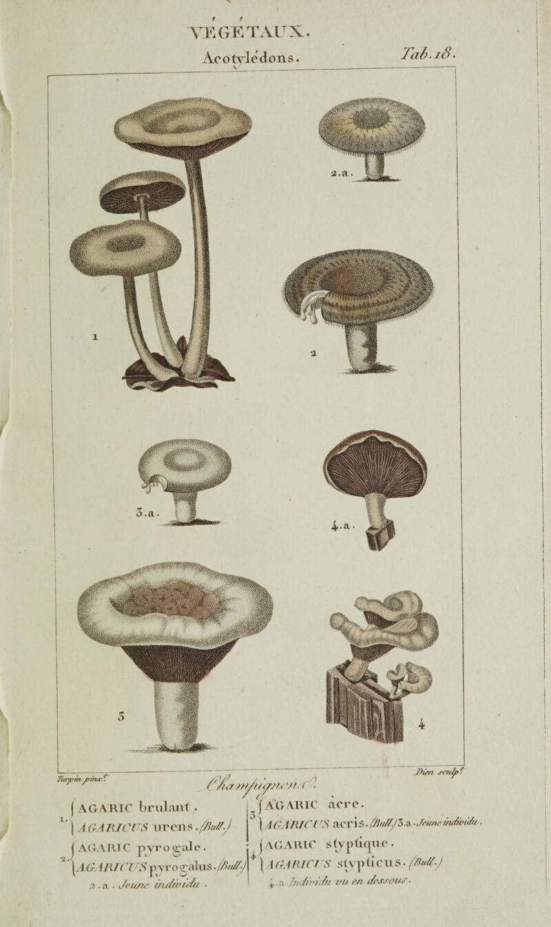 f VEGETAUX. Àc o trie dons. v TabiS. Tiaypzn DÙuxt ('/hï//</(<ÿ/U'Jl■(' ■ J)ien scu/pï (AGABIC acre. ) 4 GA RH 7 rS acri S. Jeune individu. jAGAIUC s typique j AGARIC brûlant. I AGARICUS lirons .fjiuff.J J AGARIC pyrogale. \AGARTCUSpvro gains.ffiu//-) \ AGARIC l S stvpGeus. f/iJi-J a. a. Jeune 'individu . A - a Individu vu en dessous.