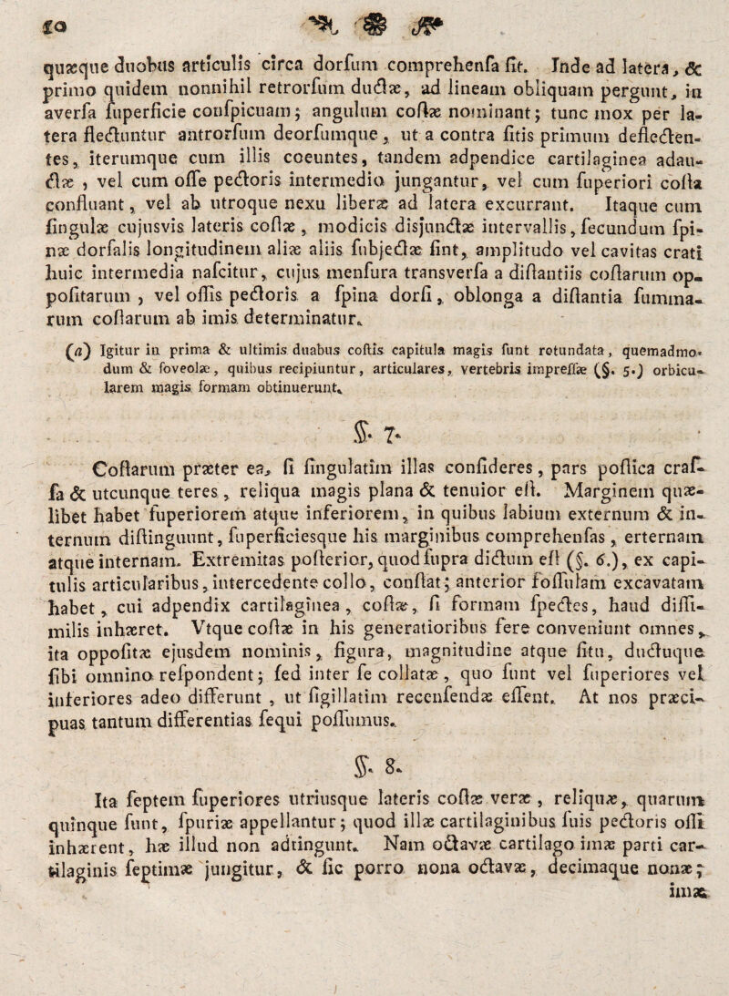 fo Jf* quxque duobus articulis circa dorfum comprehenfa fit. Inde ad latera, <3e primo quidem nonnihil retrorfum dudx, ad lineam obliquam pergunt , in averfa fuperficie confpicuam; angulum coflx nominant; tunc mox per la¬ tera fleduntur antrorfum deorfumque , ut a contra fitis primum defleden- tes, iterumque cum illis coeuntes, tandem adpendice cartilaginea adau- dx , vel cum ofle pedoris intermedia jungantur, vel cum fuperiori. colla confluant, vel ab utroque nexu liberx ad latera excurrant. Itaque cum fingulx cujusvis lateris coflx , modicis disjundx intervallis, fecundum fpi- nx dorfalis longitudinem alias aliis fubjedx fint, amplitudo vel cavitas crati huic intermedia nafcitur, cujus, menfura transverfa a diflantiis coflarum op- politarum , vel oflis pedoris a fpina dorfi,, oblonga a diflantia fumma- ruin coflarum ab imis, determinatur* 00 Igitur iu prima & ultimis duabus coftis capitula magis funt rotundata, quemadmo» dum & foveolae, quibus recipiuntur, articulares, vertebris impreffae (§. 5.J orbica- larem magis, formam obtinuerunt* % 7* Coflarum prxter ea, fi fingulatim illas confideres, pars pofiica crafc fa & utcunque teres, reliqua magis plana & tenuior efi. Marginem qux- libet habet fuperiorem atque inferiorem, in quibus labium externum & in¬ ternum difiinguunt, fiiperficiesque his marginibus comprehenfas , erternam atque internam. Extremitas poflerior, quodfupra didum efl (§. 6.)> ex capi¬ tulis articularibus, intercedente collo, conflat; anterior fofliilam excavatam habet, cui adpendix cartilaginea , coflx, fi formam fpedes, haud diflt- milis inhaeret. Vtque coflx in his generatioribus fere conveniunt omnes v ita oppofitx ejusdem nominis, figura, magnitudine atque fitu, duduqua fibi omnino refpondent; fed inter fecollatx, quo funt vel fuperiores vel inferiores adeo differunt , ut figillatim recenfendas edent. At nos prxcU puas tantum differentias fequi pofliunus.. % 1 Ita feptem fuperiores ntritisque lateris coflx verx , reliqux, quarum quinque funt, fpurix appellantur; quod illx cartilaginibus luis pedoris ofli inhxrent, hx illud non adtingunt* Nam odavx cartilago imx parti car¬ tilaginis feptimx jungitur, & fic porro nona odavx, decimaque aonx; ^ S imafe j