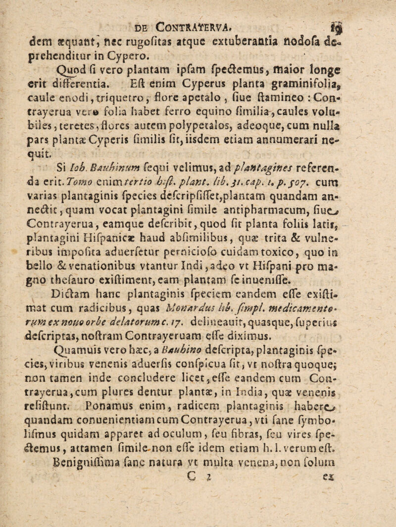 dem aequant 5 ft«c rugofitas atque extuberaatia aodofa prehenditur in Cypero. Quod (I vero plantam ipfam fpe&enms, ffiaior longe erit differentia. Eft enim Cyperus planta graminifolia3 caule enodi, triquetro, flore apetalo , flue ftaminjeo :Con* trayerua ver-© folia habet ferro equino fimilia, caules volu- biles, teretes, flores aurem polypetalos, adeoque, cum nulla pars plantas Cyperis fimilis fit, iisdem etiam annumerari ne-* quit. V ■/ - - Si Iob< Bauhmum fequi velimus, ad plantagines referen¬ da erivTomo tmmtertio bifi* piant. lib.jh cap. up.joy. cum varias plantaginis fpecies dcfcripfiffet,plantam quandam an- ne&k,quam vocat plantagini fitnilc antipharmacum, fluo Contrayerua, eamque defcrib!t,quod fit planta foliis lacir, plantagini Hifpanic« haud abfimilibus, quae trita & vulne¬ ribus mipofua aduerfetur perniciofo cuidam toxico, quo in bello & venationibus vtantur Indi, adeo vt Hifpani pro gno thefauro exiftiment,eam plantaro fcinuenifle. Didam hanc plantaginis fpeciem eandem effe exifti- mat cum radicibus, quas Monardus iw> JmpL medicamento- rura ex notio orbe delatorum c, 17, ddmeauif, quasque, fqperiu* defcriptas, neftram Contrayeruam effe diximus. Quamuis vero haec, a Bmhino defcripta, plantaginis fpe* cies,vinbus venenis aduerfis confplcua fit, vt noftraquoque, non tamen inde concludere licet,effe eandem cum Con¬ trayerua, cum plures dentur planta, in India, qux venenis refiftunt. Ponamus enim, radicem plantaginis habero quandam conuenientiam cum Contrayerua, vti fane fymbo- lifmus quidam apparet ad oculum, feu fibras, fe.u vires fpe- ternus, attamen fimUe-ncm effe idem etiam h. i. verum eft, Benigniffima fane natura vt multa venena, ooa folum