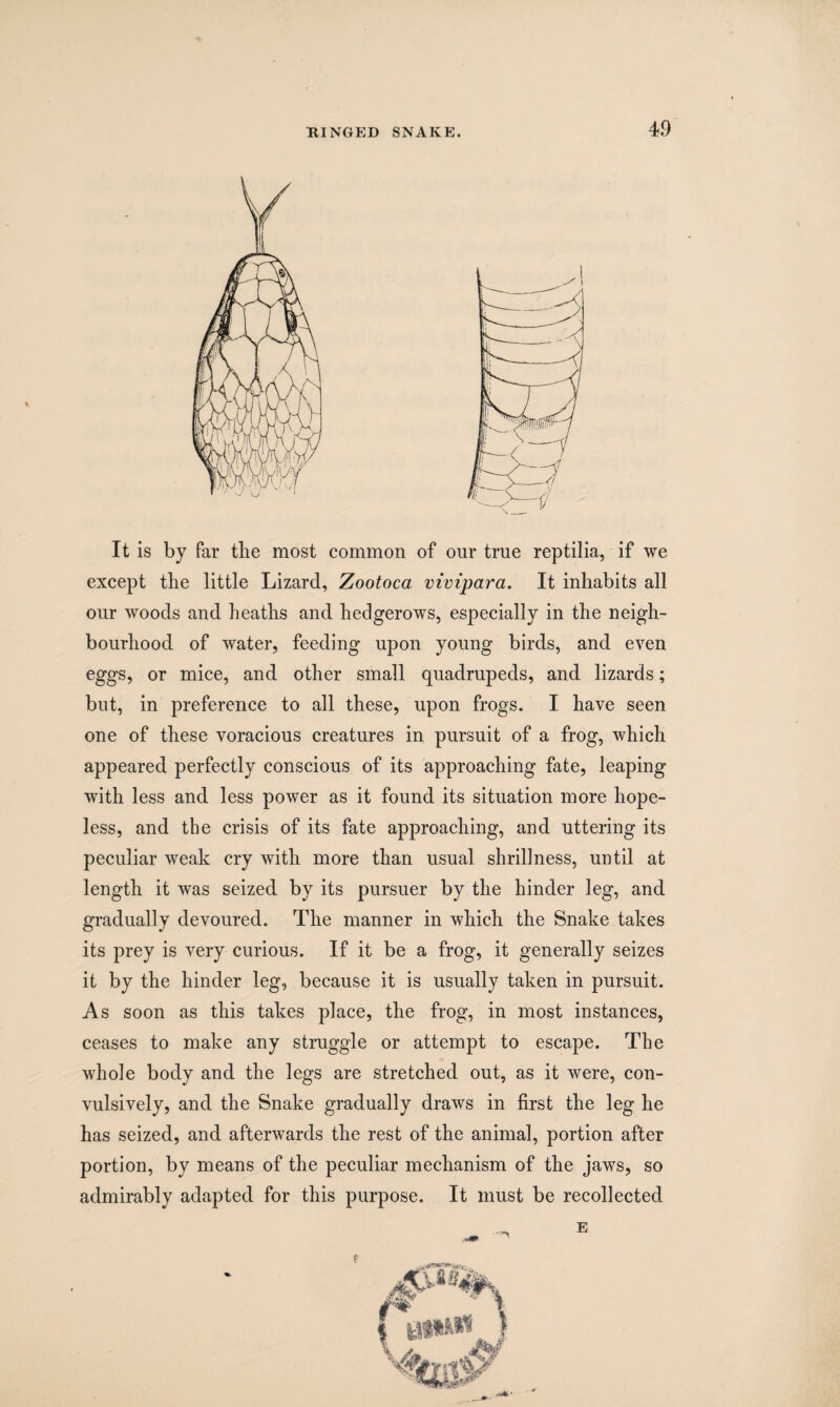 It is by far the most common of our true reptilia, if we except the little Lizard, Zootoca vivipara. It inhabits all our woods and heaths and hedgerows, especially in the neigh¬ bourhood of water, feeding upon young birds, and even eggs, or mice, and other small quadrupeds, and lizards; but, in preference to all these, upon frogs. I have seen one of these voracious creatures in pursuit of a frog, which appeared perfectly conscious of its approaching fate, leaping with less and less power as it found its situation more hope¬ less, and the crisis of its fate approaching, and uttering its peculiar weak cry with more than usual shrillness, until at length it was seized by its pursuer by the hinder leg, and gradually devoured. The manner in which the Snake takes its prey is very curious. If it be a frog, it generally seizes it by the hinder leg, because it is usually taken in pursuit. As soon as this takes place, the frog, in most instances, ceases to make any struggle or attempt to escape. The whole body and the legs are stretched out, as it were, con¬ vulsively, and the Snake gradually draws in first the leg he has seized, and afterwards the rest of the animal, portion after portion, by means of the peculiar mechanism of the jaws, so admirably adapted for this purpose. It must be recollected