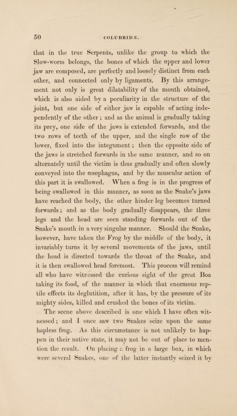 tliat in the true Serpents, unlike the group to which the Slow-worm belongs, the bones of which the upper and lower jaw are composed, are perfectly and loosely distinct from each other, and connected only by ligaments. By this arrange¬ ment not only is great dilatability of the mouth obtained, which is also aided by a peculiarity in the structure of the joint, but one side of either jaw is capable of acting inde¬ pendently of the other ; and as the animal is gradually taking its prey, one side of the jaws is extended forwards, and the two rows of teeth of the upper, and the single row of the lower, fixed into the integument; then the opposite side of the jaws is stretched forwards in the same manner, and so on alternately until the victim is thus gradually and often slowly conveyed into the oesophagus, and by the muscular action of this part it is swallowed. When a frog is in the progress of being swallowed in this manner, as soon as the Snake’s jaws have reached the body, the other hinder leg becomes turned forwards; and as the body gradually disappears, the three legs and the head are seen standing forwards out of the Snake’s mouth in a very singular manner. Should the Snake, however, have taken the Frog by the middle of the body, it invariably turns it by several movements of the jaws, until the head is directed towards the throat of the Snake, and it is then swallowed head foremost. This process will remind all who have witnessed the curious sight of the great Boa taking its food, of the manner in which that enormous rep¬ tile effects its deglutition, after it has, by the pressure of its mighty sides, killed and crushed the bones of its victim. The scene above described is one which I have often wit¬ nessed ; and I once saw two Snakes seize upon the same hapless frog. As this circumstance is not unlikely to hap¬ pen in their native state, it may not be out of place to men¬ tion the result. On placing a frog in a large box, in which were several Snakes, one of the latter instantly seized it by