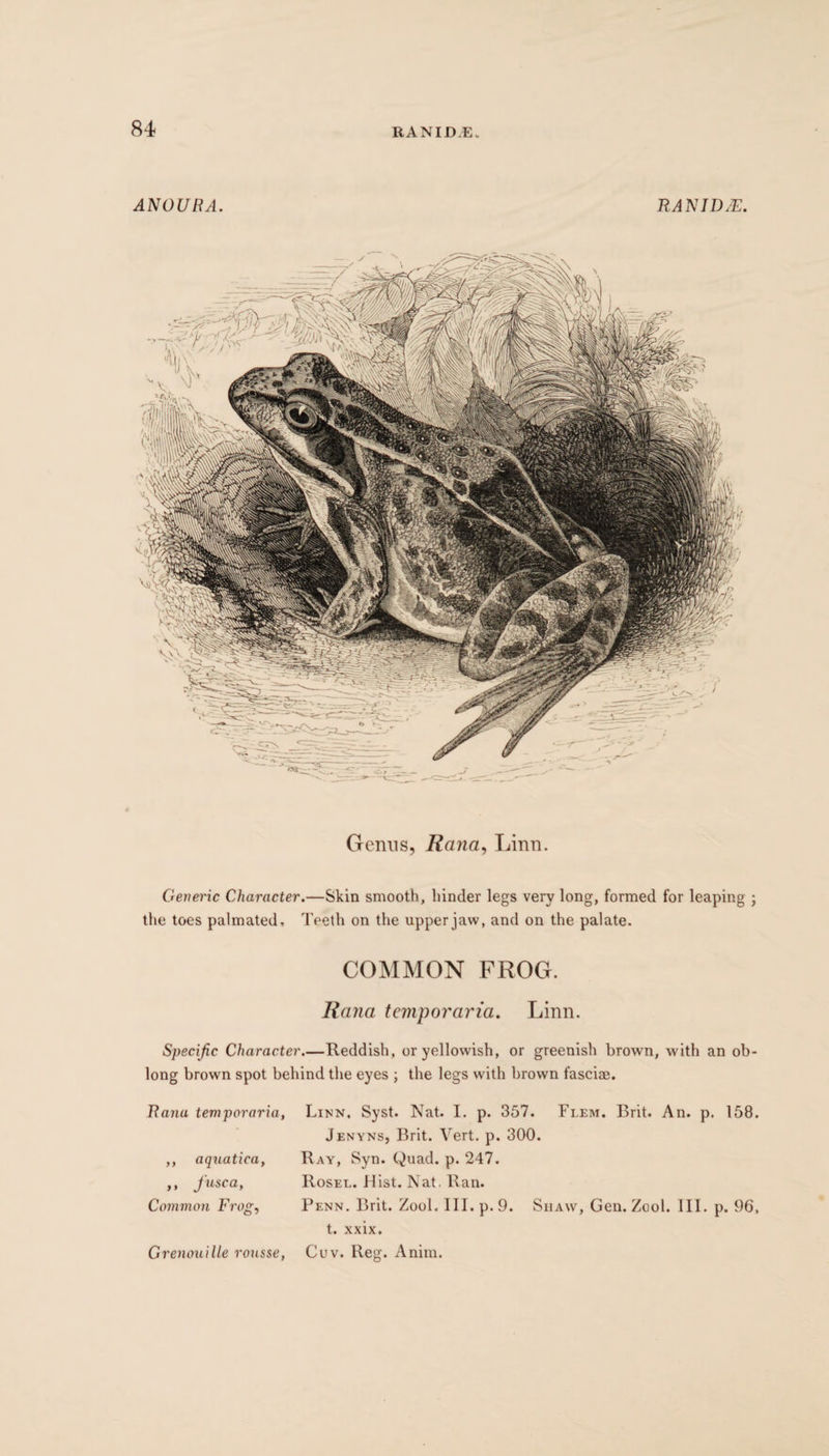 ANOURA. RANID.E. Germs, Rana, Linn. Generic Character.—Skin smooth, hinder legs very long, formed for leaping ; the toes palmated. Teeth on the upper jaw, and on the palate. COMMON FROG. Rana temporaria. Linn. Specific Character.—Reddish, or yellowish, or greenish brown, with an ob long brown spot behind the eyes ; the legs wdth brown fasciae. Rana temporaria, ,, aquatica, ,, J'usca, Common Frog, Grenouille rousse, Linn. Syst. Nat. I. p. 357. Flem. Brit. An. p. 158. Jenyns, Brit. Vert. p. 300. Ray, Syn. Quad. p. 247. Rosee. Hist. Nat. Ran. Penn. Brit. Zool. III. p. 9. Shaw, Gen. Zool. III. p. 96, t. xxix. Cuv. Reg. Anim.