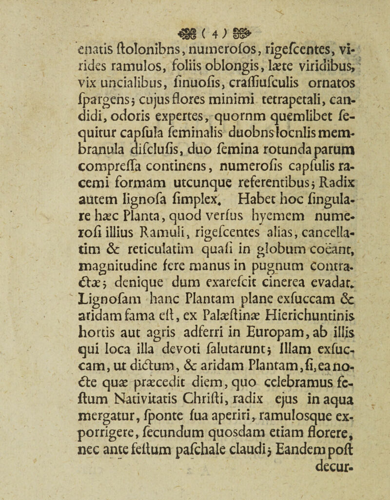 mi4?m enatis ftolonibns, numerofos, rigefcentes, vi¬ rides ramulos, foliis oblongis, laete viridibus, vix uncialibus, finuofis, crafliufculis ornatos fpargensj cujus flores minimi tetrapetali, can¬ didi, odoris expertes, quornm quemlibet fe- quitur capfula feminalis duobnslocnlis mem¬ branula difclufis, duo femina rotunda parum comprefla continens, numerofis capfulis ra¬ cemi formam utcunque referentibus $ Radix autem lignofa fimplex. Habet hoc Angula¬ re haec Planta, quod verius hyemem nume- rofi illius Ramuli, rigefcentes alias, cancella¬ tim & reticulatim quali in globum coeant, magnitudine fere manus in pugnum contra- denique dum exarefcit cinerea evadar. Lignofam hanc Plantam plane exfuccam dc aridam fama efl, ex Palaeftinae Hierichuntinis hortis aut agris adferri in Europam,ab illis qui loca illa devoti falutaruntj Illam exfuc¬ cam, ut didtum, & aridam Plantam,fi,eano- €te quae praecedit diem, quo celebramus fc- ftum Nativitatis Chrifti, radix ejus in aqua mergatur, fponte fua aperiri, ramulosque ex¬ porrigere, fecundum quosdam etiam florere, nec ante felium pafchale claudi j Eandem poli decur-