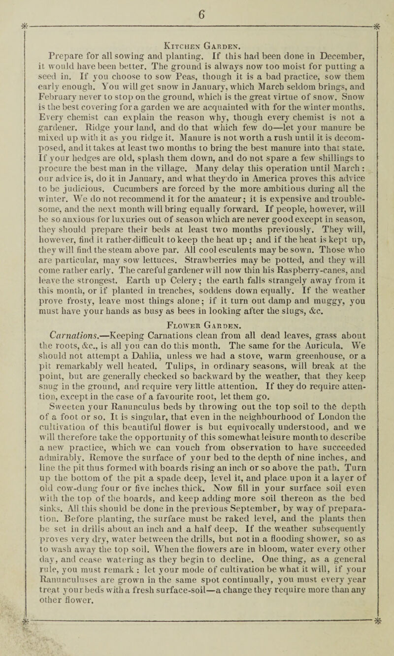 *-* Kitchen Garden. Prepare for all sowing and planting. If this had been done in December, it would have been better. The ground is always now too moist for putting a seed in. If you choose to sow Peas, though it is a bad practice, sow them early enough. You will get snow in January, which March seldom brings, and February never to stop on the ground, which is the great virtue of snow. Snow is the best covering for a garden we are acquainted with for the winter months. Every chemist can explain the reason why, though every chemist is not a gardener. Ridge your land, and do that which few do—let your manure be mixed up with it as you ridge it. Manure is not worth a rush until it is decom¬ posed, and it tabes at least two months to bring the best manure into that state. If your hedges are old, splash them down, and do not spare a few shillings to procure the best man in the village. Many delay this operation until March: our advice is, do it in January, and what they do in America proves this advice to be judicious. Cucumbers are forced by the more ambitious during all the winter. We do not recommend it for the amateur; it is expensive and trouble¬ some, and the next month will bring equally forward. If people, however, will be so anxious for luxuries out of season which are never good except in season, they should prepare their beds at least two months previously. They will, however, find it rather-difficult to keep the heat up ; and if the heat is kept up, they will find the steam above par. All cool esculents may be sown. Those who are particular, may sow lettuces. Strawberries may be potted, and they will come rather early. The careful gardener will now thin his Raspberry-canes, and leave the strongest. Earth up Celery; the earth falls strangely away from it this month, or if planted in trenches, soddens down equally. If the weather prove frosty, leave most things alone; if it turn out damp and muggy, you must have your hands as busy as bees in looking after the slugs, &c. Flower Garden. Carnations.—Keeping Carnations clean from all dead leaves, grass about the roots, &c., is all you can do this month. The same for the Auricula. We should not attempt a Dahlia, unless we had a stove, warm greenhouse, or a pit remarkably well heated. Tulips, in ordinary seasons, will break at the point, but are generally checked so backward by the weather, that they keep snug in the ground, and require very little attention. If they do require atten¬ tion, except in the case of a favourite root, let them go. Sweeten your Ranunculus beds by throwing out the top soil to the depth of a foot or so. It is singular, that even in the neighbourhood of London the cultivation of this beautiful flower is but equivocally understood, and we will therefore take the opportunity of this somewhat leisure month to describe a new practice, which we can vouch from observation to have succeeded admirably. Remove the surface of your bed to the depth of nine inches, and line the pit thus formed with boards rising an inch or so above the path. Turn up the bottom of the pit a spade deep, level it, and place upon it a layer of old cow-dung four or five inches thick. Now fill in your surface soil even with the top of the boards, and keep adding more soil thereon as the bed sinks. All this should be done in the previous September, by way of prepara¬ tion. Before planting, the surface must be raked level, and the plants then be set in drills about an inch and a half deep. If the weather subsequently proves very dry, water between the drills, but notin a flooding shower, so as to wash away the top soil. When the flowers are in bloom, water every other day, and cease watering as they begin to decline. One thing, as a general rule, you must remark : let your mode of cultivation be what it will, if your Ranunculuses are grown in the same spot continually, you must every year treat your beds with a fresh surface-soil—a change they require more than any other flower.