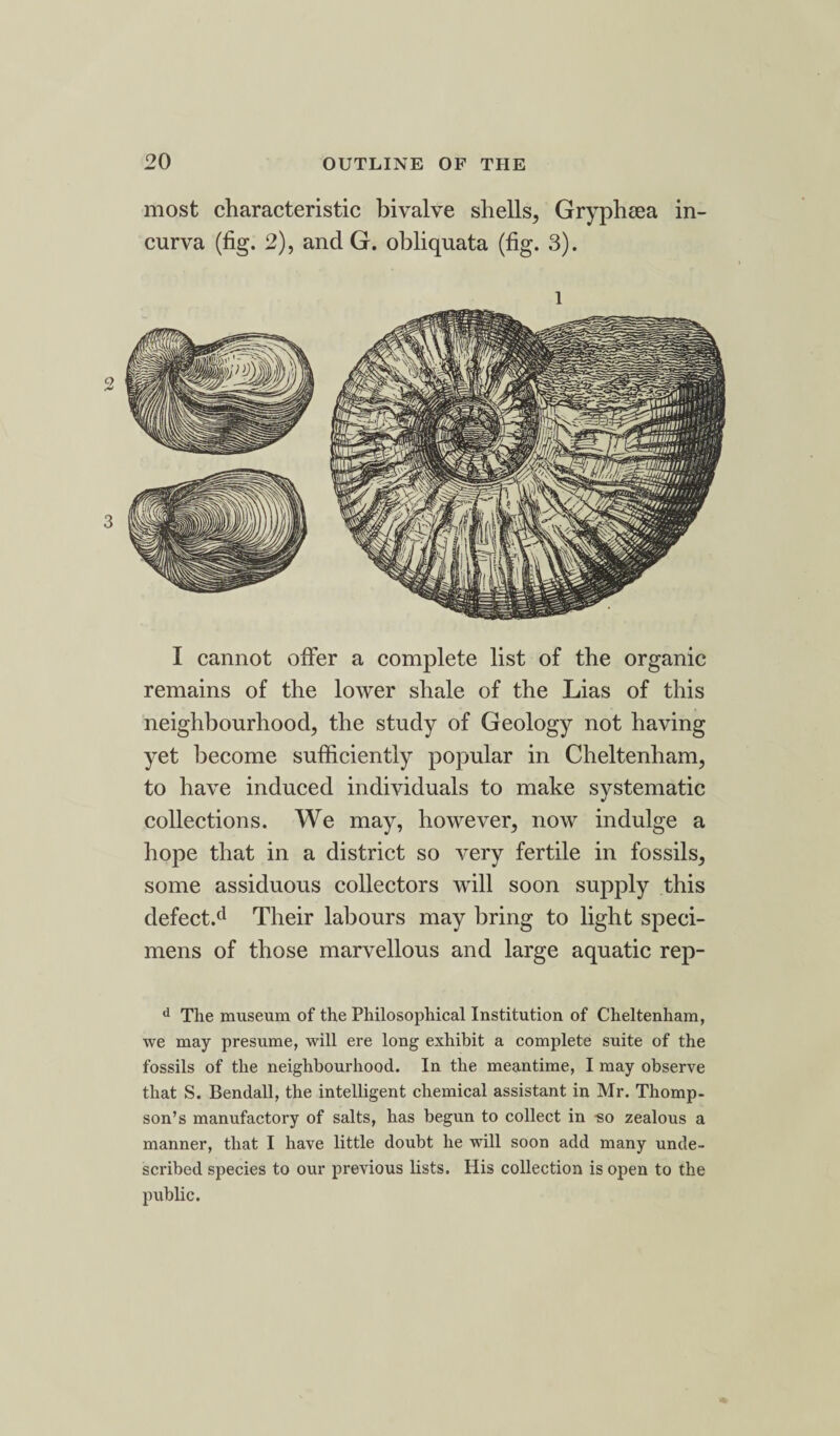 most characteristic bivalve shells, Gryphsea in- curva (fig. 2), and G. obliquata (fig. 3). l I cannot offer a complete list of the organic remains of the lower shale of the Lias of this neighbourhood, the study of Geology not having yet become sufficiently popular in Cheltenham, to have induced individuals to make systematic collections. We may, however, now indulge a hope that in a district so very fertile in fossils, some assiduous collectors will soon supply this defects1 Their labours may bring to light speci¬ mens of those marvellous and large aquatic rep- d Tlie museum of the Philosophical Institution of Cheltenham, we may presume, will ere long exhibit a complete suite of the fossils of the neighbourhood. In the meantime, I may observe that S. Bendall, the intelligent chemical assistant in Mr. Thomp¬ son’s manufactory of salts, has begun to collect in -so zealous a manner, that I have little doubt he will soon add many unde¬ scribed species to our previous lists. His collection is open to the public.