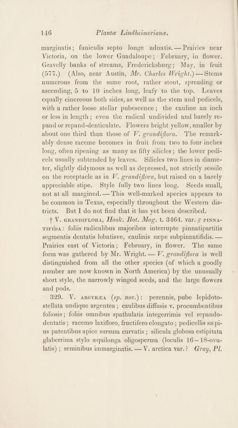 marginatis; funiculis septo longe adnatis. — Prairies near Victoria, on the lower Guadaloupe ; February, in flower. Gravelly banks of streams, Fredericksburg; May, in fruit (577.) (Also, near Austin, Mr. Charles Wright.) — Stems numerous from the same root, rather stout, spreading or ascending, 5 to 10 inches long, leafy to the top. Leaves equally cinereous both sides, as well as the stem and pedicels, with a rather loose stellar pubescence ; the cauline an inch or less in length ; even the radical undivided and barely re- pand or repand-denticulate. Flowers bright yellow, smaller by about one third than those of V. grandijlora. The remark¬ ably dense raceme becomes in fruit from two to four inches long, often ripening as many as fifty silicles; the lower pedi¬ cels usually subtended by leaves. Silicles two lines in diame¬ ter, slightly didymous as well as depressed, not strictly sessile on the receptacle as in V. grandijlora, but raised on a barely appreciable stipe. Style fully two lines long. Seeds small, not at all margined. — This well-marked species appears to be common in Texas, especially throughout the Western dis¬ tricts. But I do not find that it has yet been described. f V. grandiflora, Uoolc. Bot. Mag. t. 3464. var. ^ pinna- tifida: foliis radicalibus majoribus interrupte pinnatipartitis segmentis dentatis lobatisve, caulinis ssepe subpinnatifidis. — Prairies east of Victoria; February, in flower. The same form was gathered by Mr. Wright.— V. grandijlora is well distinguished from all the other species (of which a goodly number are now known in North America) by the unusually short style, the narrowly winged seeds, and the large flowers and pods. 329. V. ARGYRiEA (sp. nor.) : perennis, pube lepidoto- stellata undique argentea ; caulibus diffusis v. procumbentibus foliosis; foliis omnibus spathulatis integerrimis vel repando- dentatis ; racemo laxifloro, fructifero elongato ; pedicellis sorpi- us patentibus apice sursum curvatis ; silicula globosa estipitata glaberrima stylo requilonga oligosperma (loculis 16-18-ovu- latis) ; seminibus immarginatis. — V. arctica var.? Gray, PI.