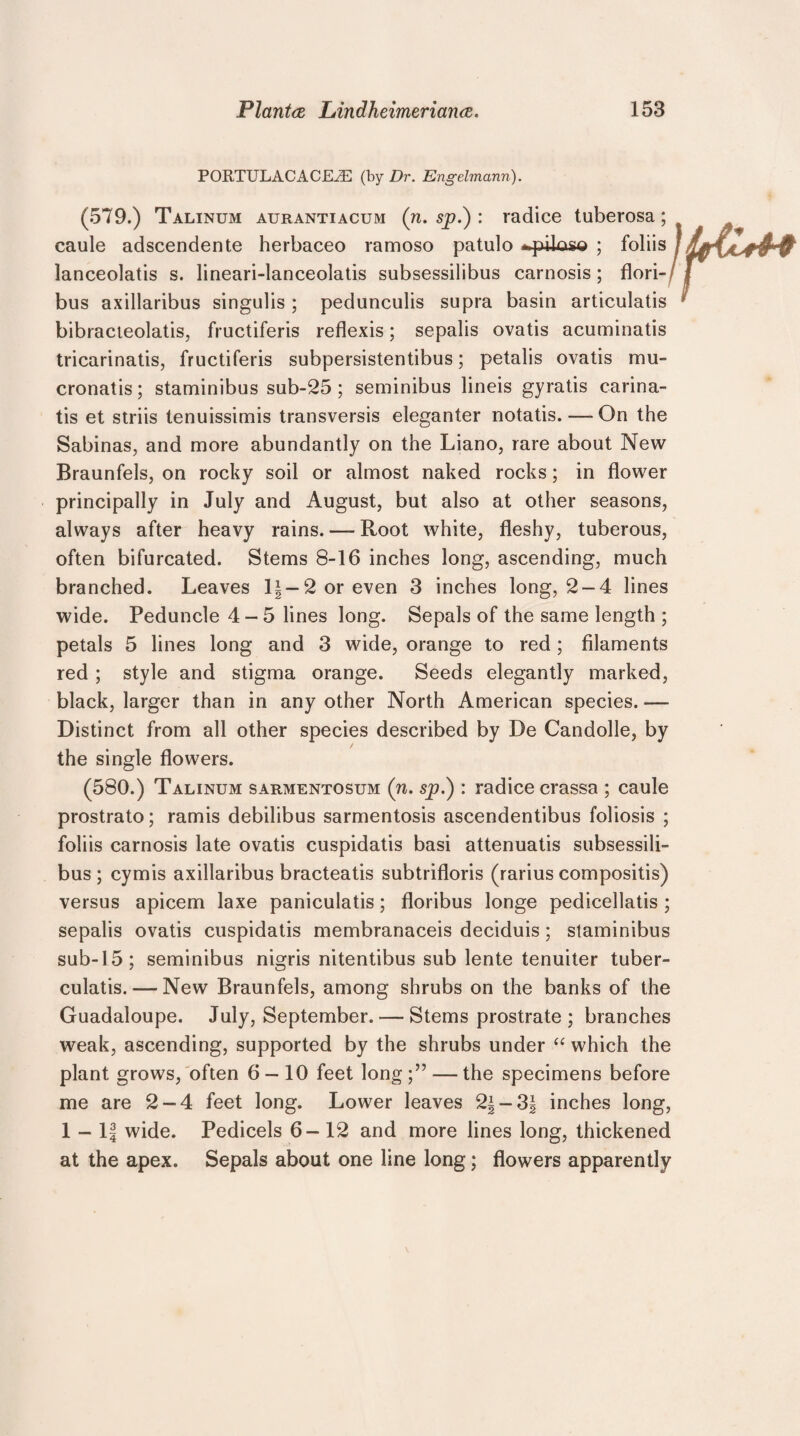 PORTULACACEiE (by Dr. Engelmann). (579.) Talinum aurantiacum (n. sp.) : radice tuberosa; caule adscendente herbaceo ramoso patulo ; foliis lanceolatis s. lineari-lanceolatis subsessilibus carnosis; flori- bus axillaribus singulis ; pedunculis supra basin articulatis bibracteolatis, fructiferis reflexis; sepalis ovatis acuminatis tricarinatis, fructiferis subpersistentibus; petalis ovatis mu- cronatis; staminibus sub-25; seminibus lineis gyratis carina- tis et striis tenuissimis transversis eleganter notatis. — On the Sabinas, and more abundantly on the Liano, rare about New Braunfels, on rocky soil or almost naked rocks; in flower principally in July and August, but also at other seasons, always after heavy rains. — Root white, fleshy, tuberous, often bifurcated. Stems 8-16 inches long, ascending, much branched. Leaves l|-2oreven 3 inches long, 2-4 lines wide. Peduncle 4-5 lines long. Sepals of the same length ; petals 5 lines long and 3 wide, orange to red; filaments red ; style and stigma orange. Seeds elegantly marked, black, larger than in any other North American species. — Distinct from all other species described by De Candolle, by the single flowers. (580.) Talinum sarmentosum (n. sp.) : radice crassa ; caule prostrato; ramis debilibus sarmentosis ascendentibus foliosis ; foliis carnosis late ovatis cuspidatis basi attenuatis subsessili¬ bus; cymis axillaribus bracteatis subtrifloris (rarius compositis) versus apicem laxe paniculatis; floribus longe pedicellatis; sepalis ovatis cuspidatis membranaceis deciduis; staminibus sub-15; seminibus nigris nitentibus sub lente tenuiter tuber- culatis. — New Braunfels, among shrubs on the banks of the Guadaloupe. July, September. — Stems prostrate ; branches weak, ascending, supported by the shrubs under “ which the plant grows, often 6 — 10 feet long;” — the specimens before me are 2-4 feet long. Lower leaves 2|-3\ inches long, 1 — 1| wide. Pedicels 6-12 and more lines long, thickened at the apex. Sepals about one line long; flowers apparently