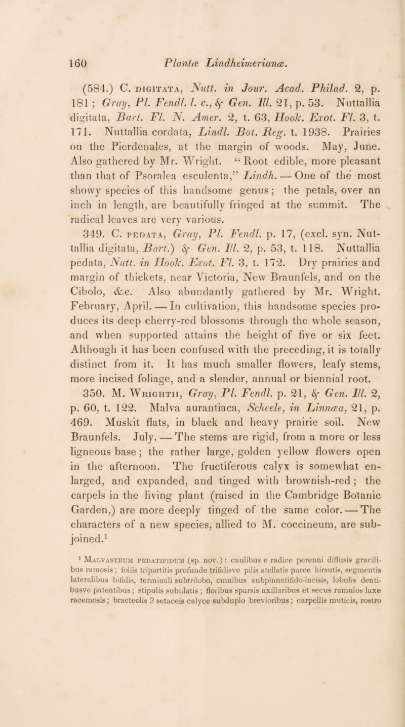 (584.) C. digitata, Nutt, in Jour. Acad. Philad. 2, p. 181 ; Gray, PI. Fendl. I. c., Gen. 111. 21, p. 53. Nuttallia digitata, Part. FI. N. Amer. 2, t. 63, Hook. Exot. FI. 3, t. 171. Nuttallia cordata, Lindl. Pot. Peg. t. 1938. Prairies on the Pierdenales, at the margin of woods. May, June. Also gathered by Mr. Wright. “ R,oot edible, more pleasant than that of Psoralea esculenta,” Lindh. — One of the most showy species of this handsome genus ; the petals, over an inch in length, are beautifully fringed at the summit. The radical leaves are very various. 349. C. pedata, Gray, PI. Fendl. p. 17, (excl. syn. Nut- tallia digitata, Part.) Gen. PI. 2, p. 53, t. 118. Nuttallia pedata, Nutt, in Hook. Exot. FI. 3, t. 172. Dry prairies and margin of thickets, near Victoria, New Braunfels, and on the Cibolo, &c. Also abundantly gathered by Mr. Wright. February, April. — In cultivation, this handsome species pro* duces its deep cherry-red blossoms through the whole season, and when supported attains the height of five or six feet. Although it has been confused with the preceding, it is totally distinct from it. It has much smaller flowers, leafy stems, more incised foliage, and a slender, annual or biennial root. 350. M. Wrightii, Gray, PI. Fendl. p. 21, fy Gen. 111. 2, p. 60, t. 122. Malva aurantiaca, Schcele, in Linncea, 21, p. 469. Muskit flats, in black and heavy prairie soil. New Braunfels. July. — The stems are rigid, from a more or less ligneous base; the rather large, golden yellow flowers open in the afternoon. The fructiferous calyx is somewhat en¬ larged, and expanded, and tinged with brownish-red ; the carpels in the living plant (raised in the Cambridge Botanic Garden,) are more deeply tinged of the same color. — The characters of a new species, allied to M. coccineum, are sub¬ joined.1 1 Mai/vastrum pedatifidum (sp. nov.): caulibus e radice perenni diffusis gracili- bus ramosis ; foliis tripartitis profunde trifidisve pilis stellatis parce hirsut is, segment's lateralibus bifidis, terminal! subtrilobo, omnibus subpinnatifido-incisis, lobulis denli- busve patentibus ; stipulis subnlatis ; fioiibus sparsis axillaribus et seeus ramulos laxe racemosis; bracteolis 3 setaceis calyce subduplo brevioribus; carpellis muticis, rostro