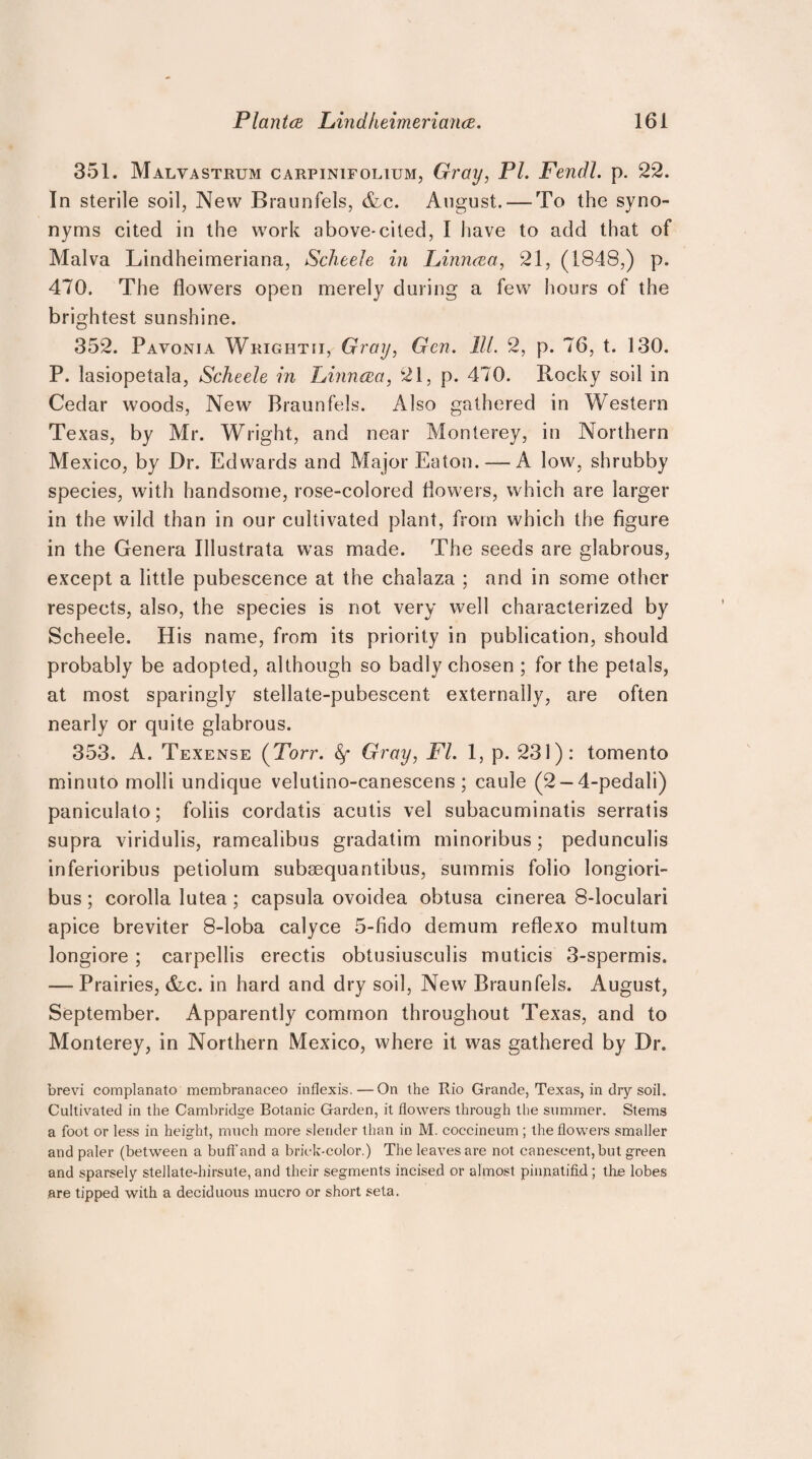 351. Malvastrum carpinifolium, Gray, Pl. Fendl. p. 22. In sterile soil, New Braunfels, &c. August. — To the syno¬ nyms cited in the work above-cited, I have to add that of Malva Lindheimeriana, Scheele in Linnrea, 21, (1848,) p. 470. The flowers open merely during a few hours of the brightest sunshine. 352. Pavonia Wrightii, Gray, Gen. 111. 2, p. 76, t. 130. P. lasiopetala, Scheele in Lhincea, 21, p. 470. Rocky soil in Cedar woods, New Braunfels. Also gathered in Western Texas, by Mr. Wright, and near Monterey, in Northern Mexico, by Dr. Edwards and Major Eaton. — A low, shrubby species, with handsome, rose-colored flowers, which are larger in the wild than in our cultivated plant, from which the figure in the Genera Illustrata was made. The seeds are glabrous, except a little pubescence at the chalaza ; and in some other respects, also, the species is not very well characterized by Scheele. His name, from its priority in publication, should probably be adopted, although so badly chosen ; for the petals, at most sparingly stellate-pubescent externally, are often nearly or quite glabrous. 353. A. Texense (Torr. &f Gray, FI. 1, p. 231): tomento minuto molli undique velutino-canescens ; caule (2-4-pedali) paniculato; foliis cordatis acutis vel subacuminatis serratis supra viridulis, ramealibus gradatim minoribus; pedunculis inferioribus petiolum subsequantibus, summis folio longiori- bus; corolla lutea; capsula ovoidea obtusa cinerea 8-loculari apice breviter 8-loba calyce 5-fido demum reflexo multum longiore ; carpellis erectis obtusiusculis muticis 3-spermis. — Prairies, &c. in hard and dry soil, New Braunfels. August, September. Apparently common throughout Texas, and to Monterey, in Northern Mexico, where it was gathered by Dr. brevi complanato membranaceo inflexis.—On the Rio Grande, Texas, in dry soil. Cultivated in the Cambridge Botanic Garden, it flowers through the summer. Stems a foot or less in height, much more slender than in M. coecineum; the flowers smaller and paler (between a buft’and a brick-color.) The leaves are not caneseent, but green and sparsely stellate-hirsute, and their segments incised or almost pinn.atifid; the lobes are tipped with a deciduous mucro or short seta.